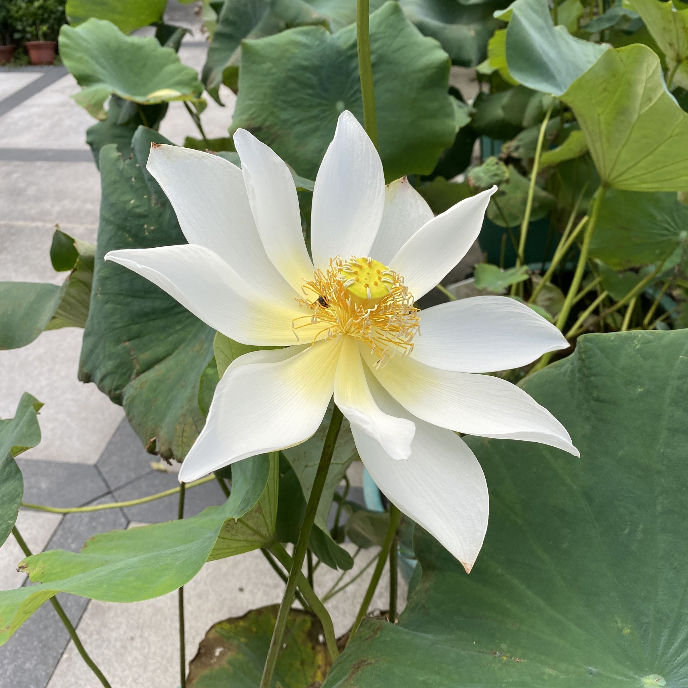 聖火華
