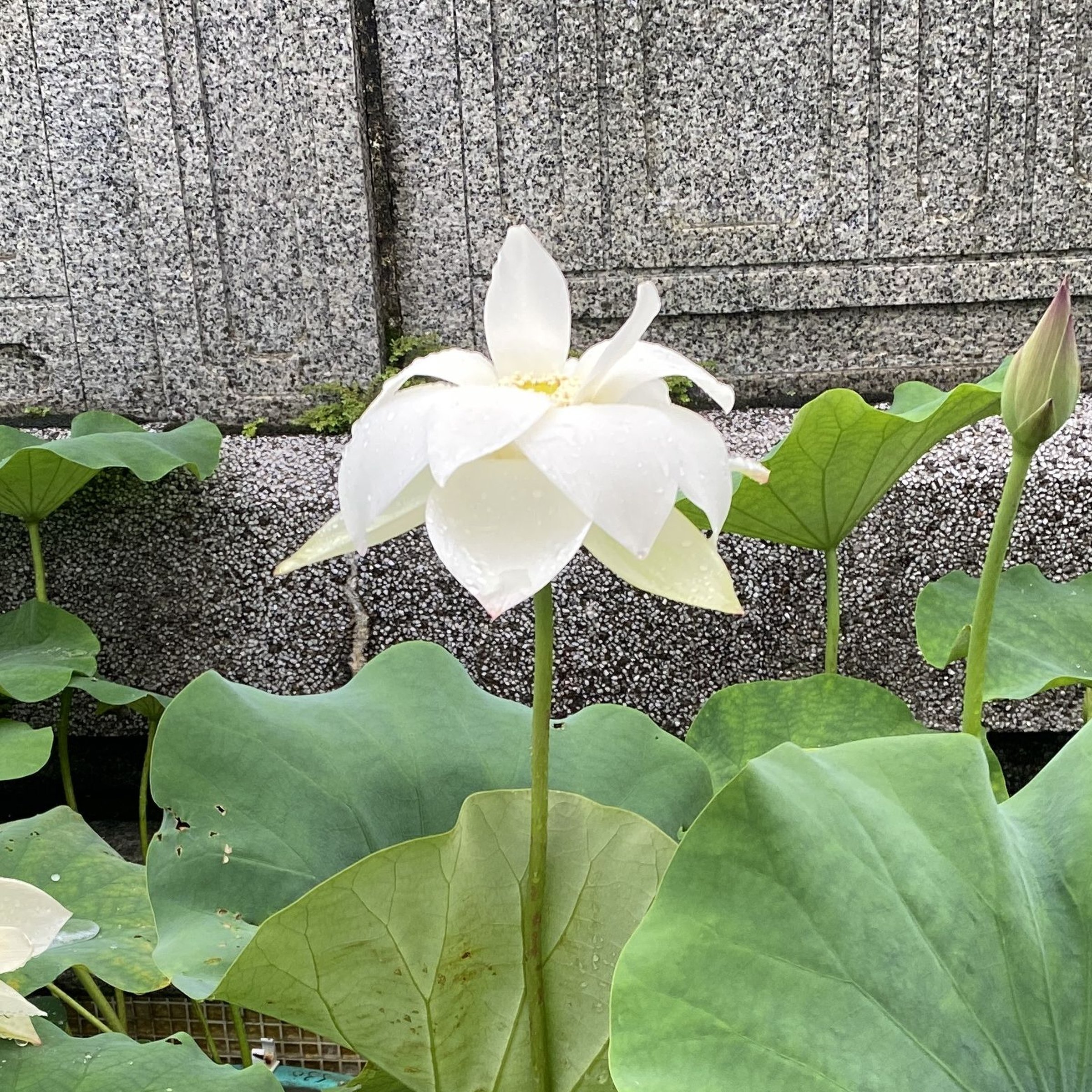 聖火華