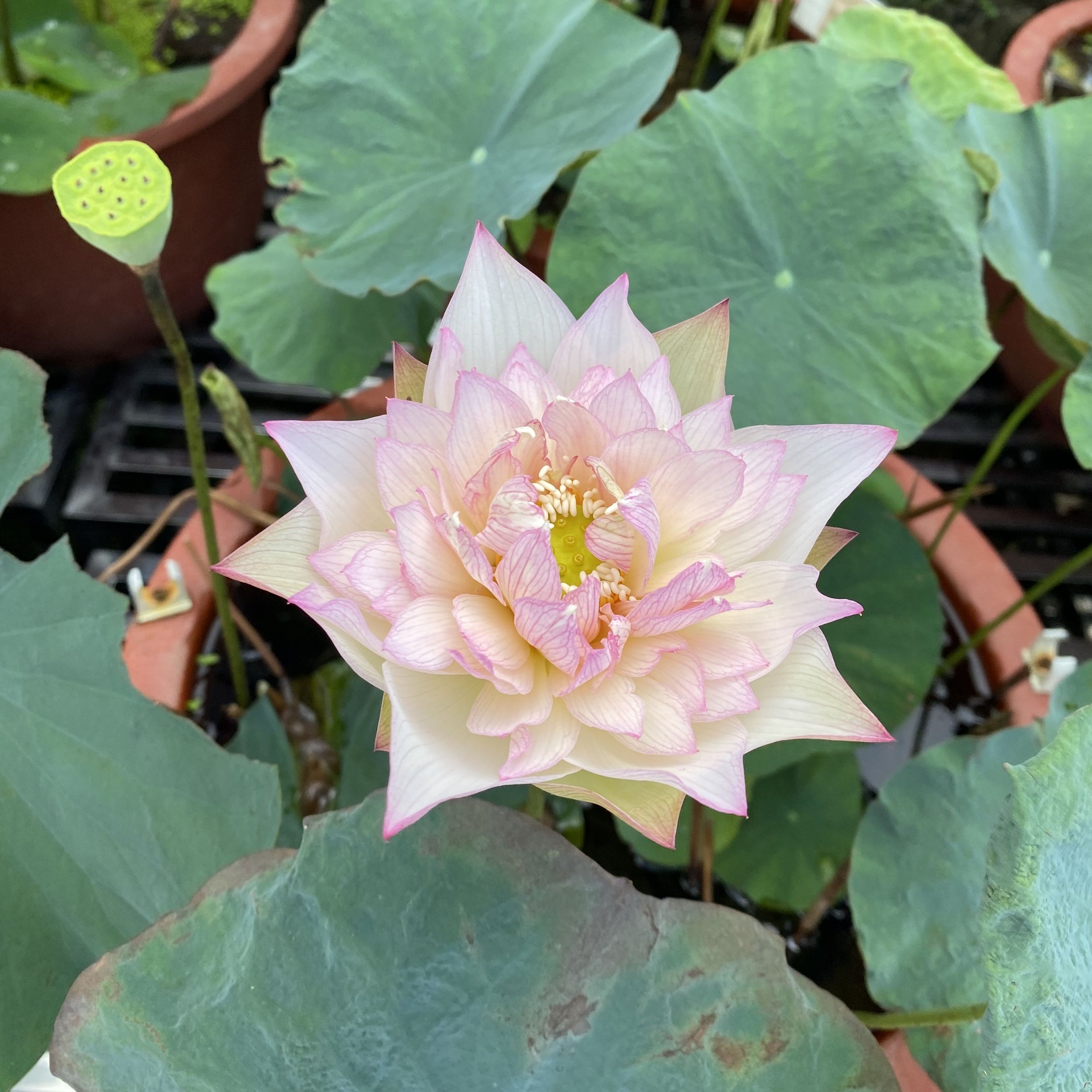 新雨花情