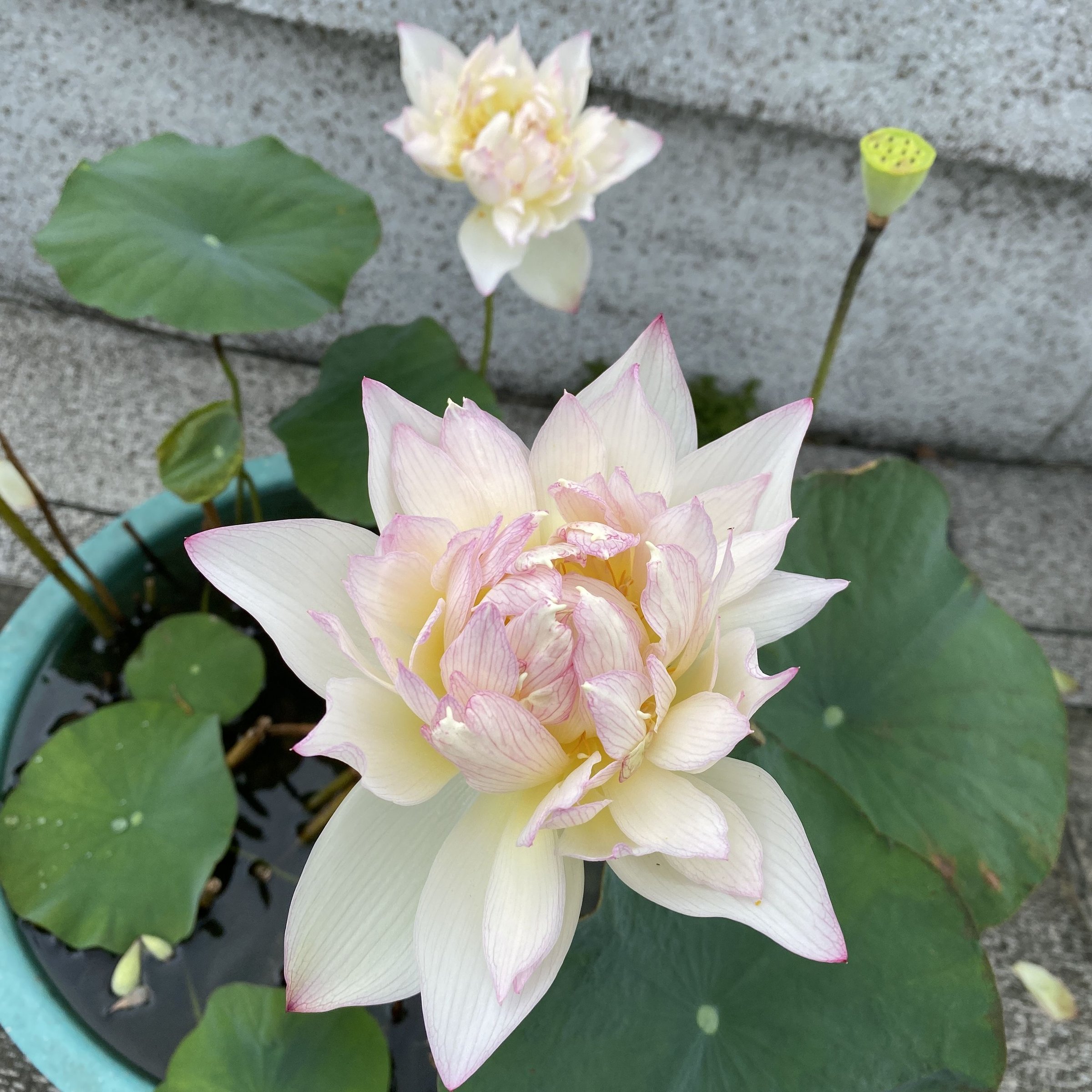 新雨花情