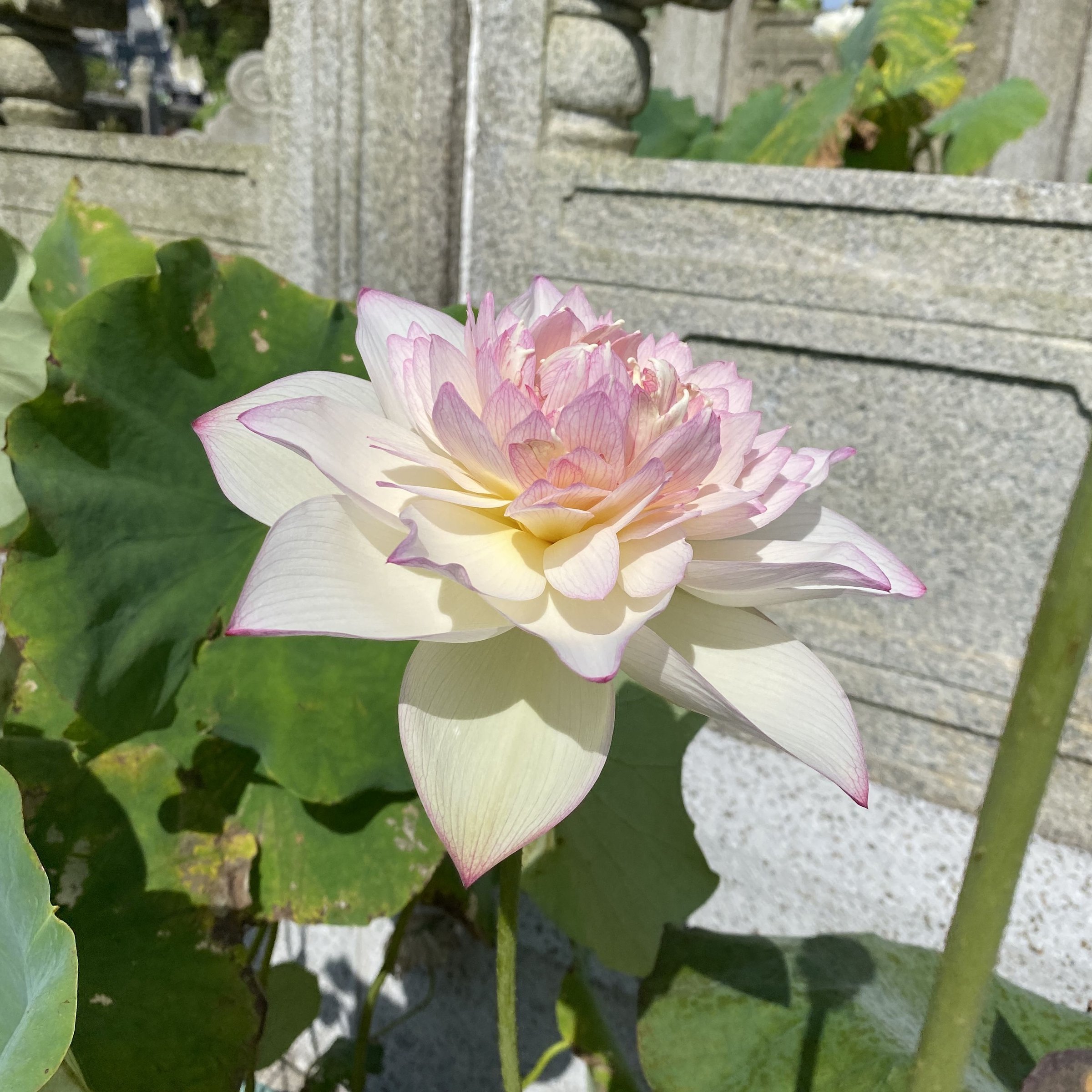 新雨花情