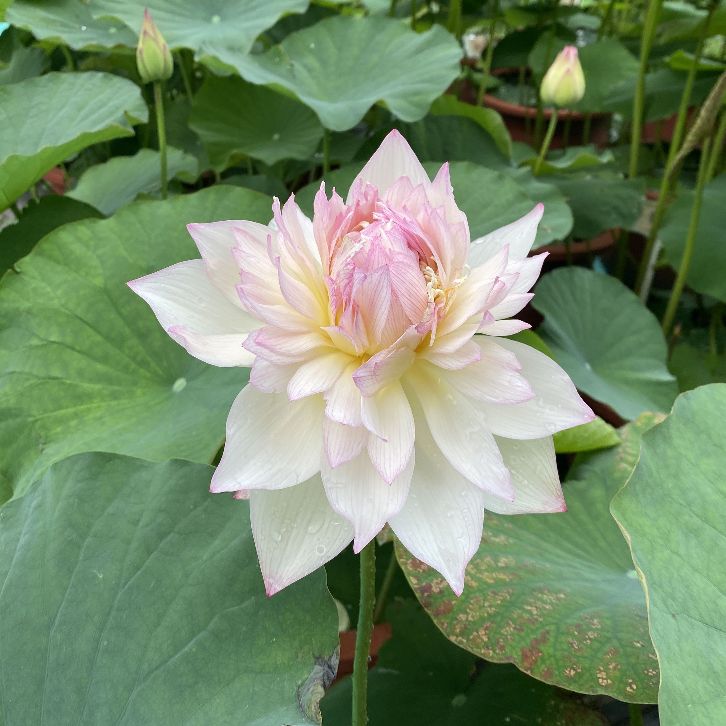 新雨花情
