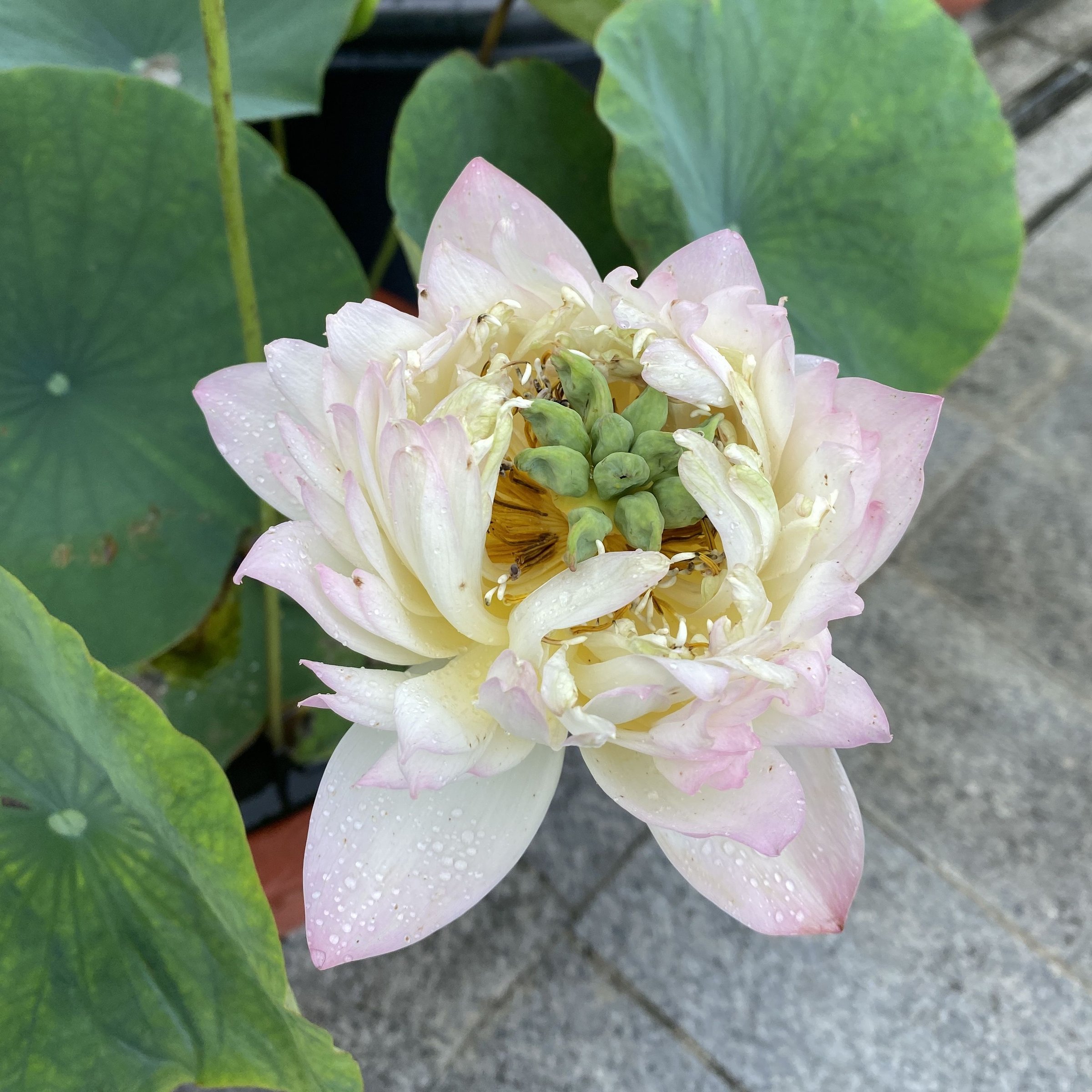 新秀