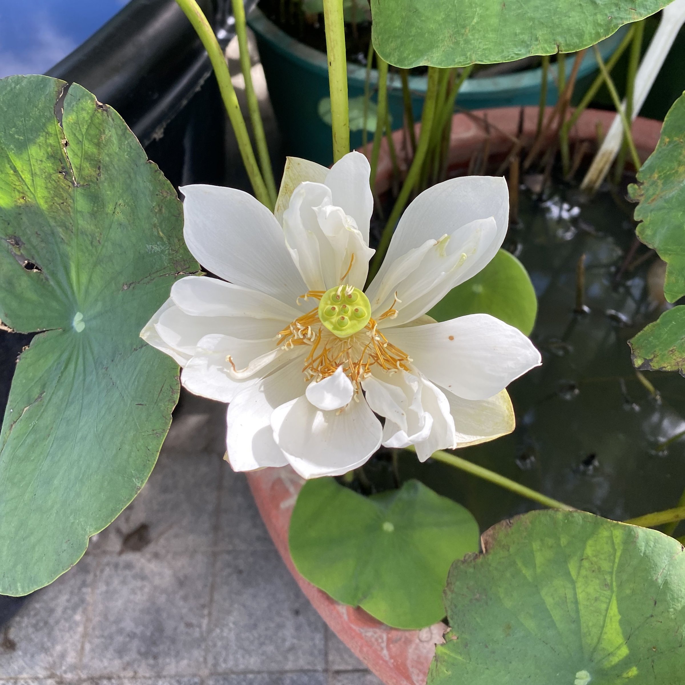 廈門碗蓮