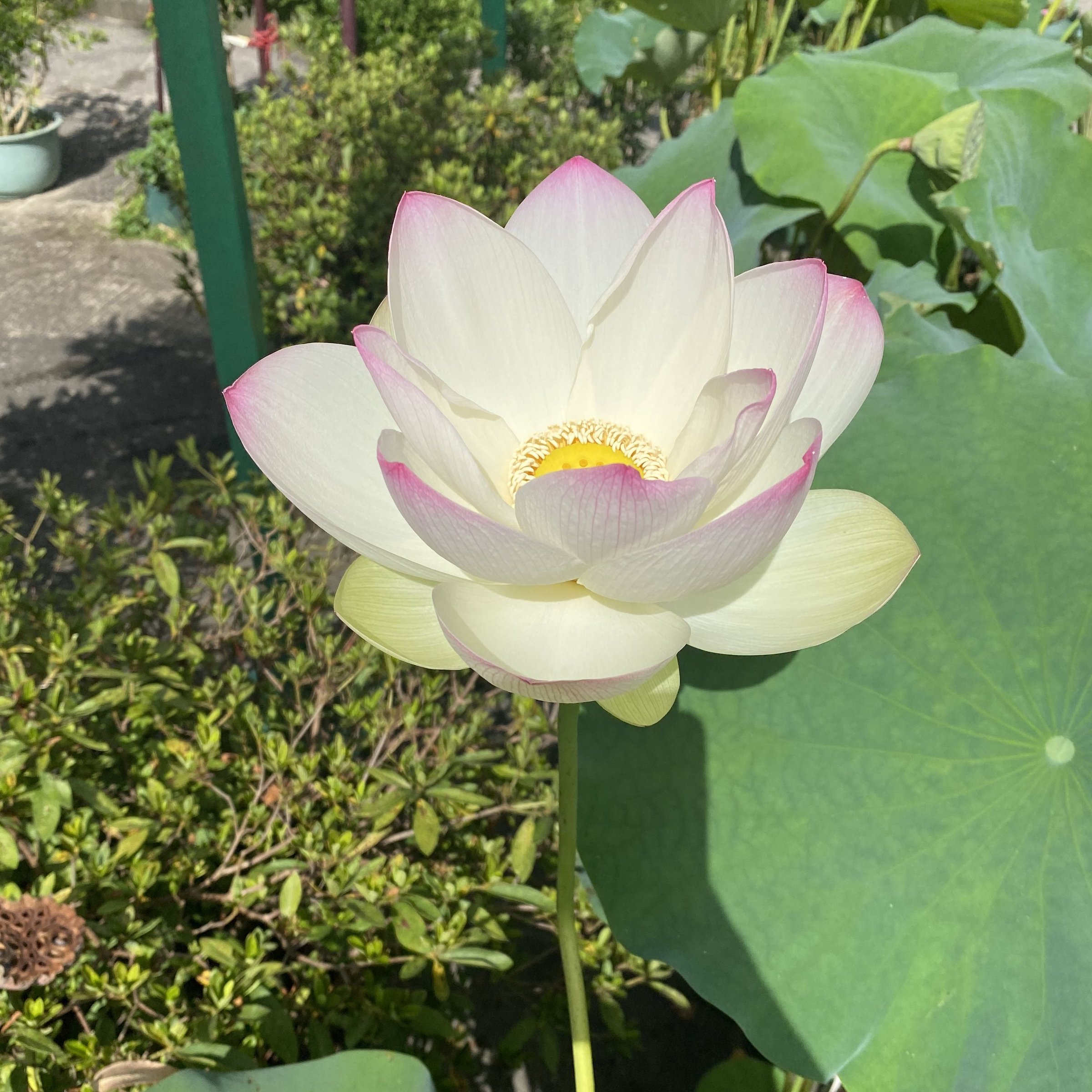逸仙蓮