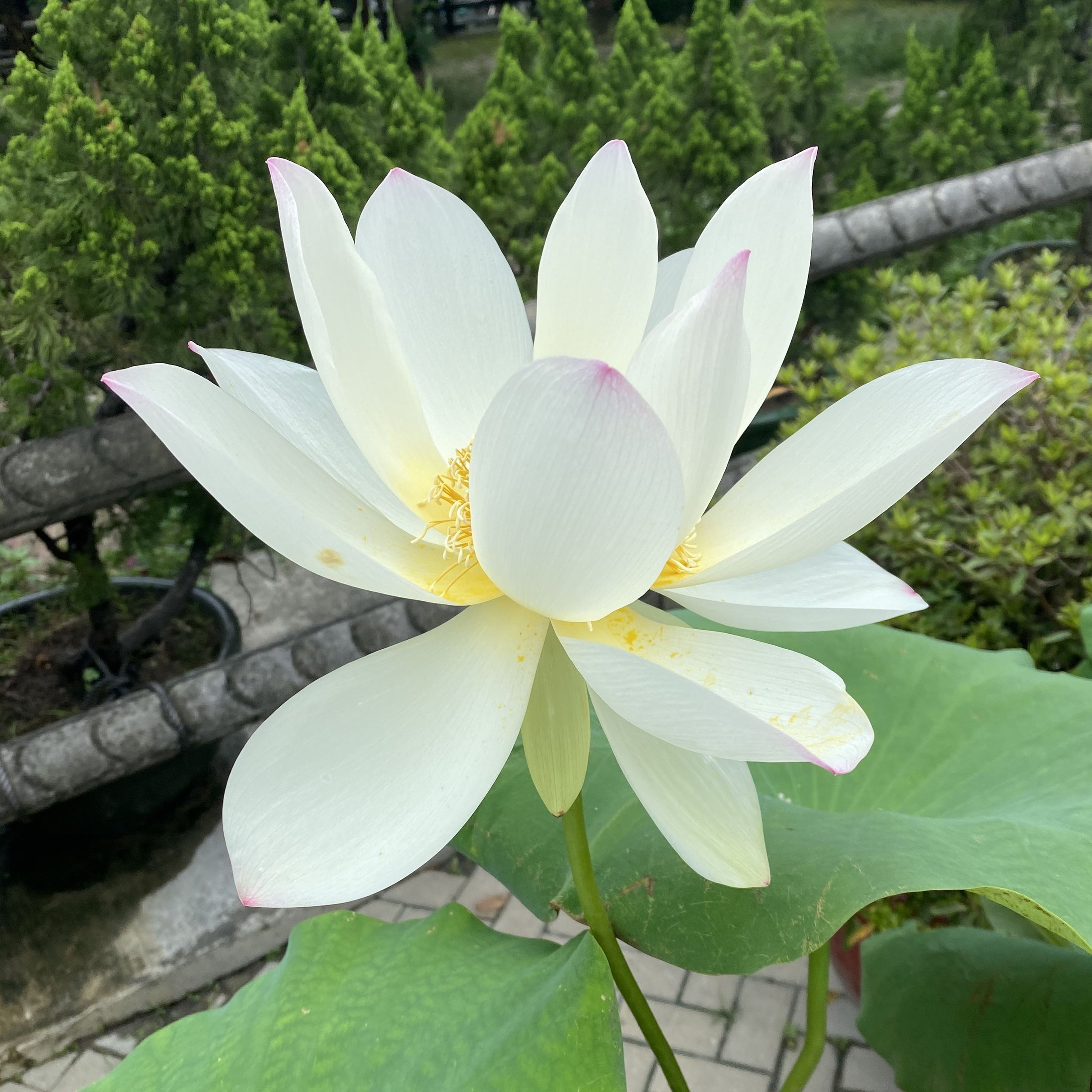 逸仙蓮