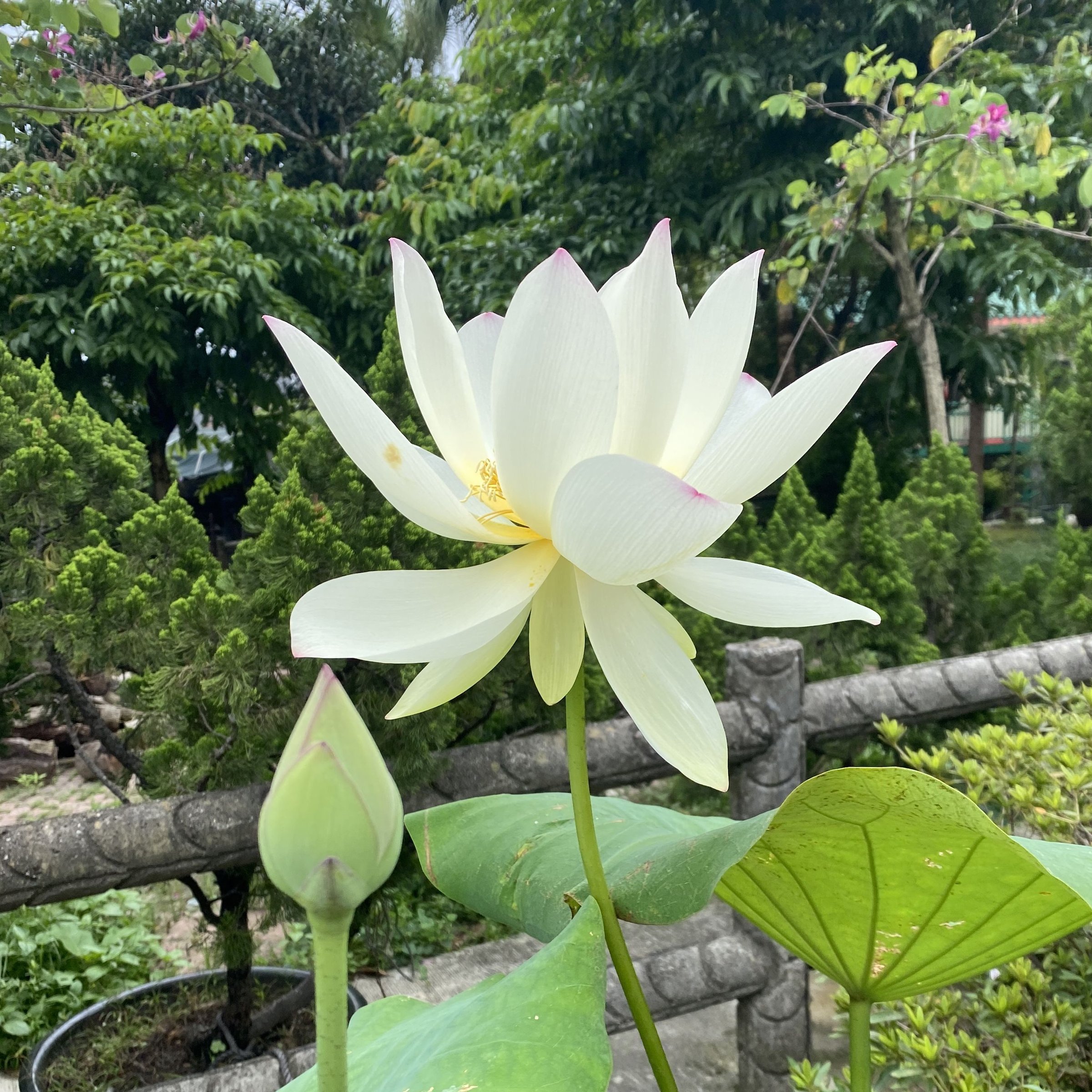 逸仙蓮