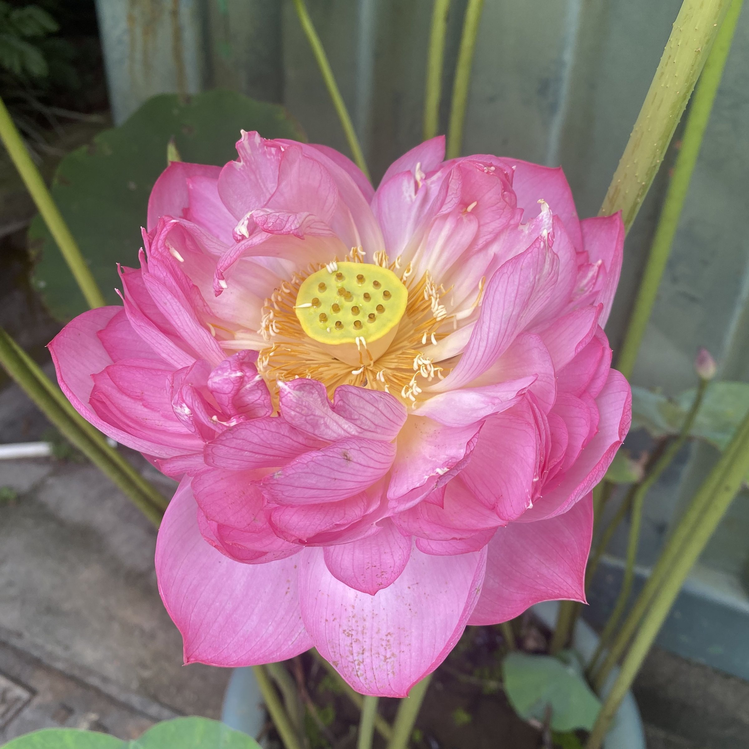 驕陽醉舞