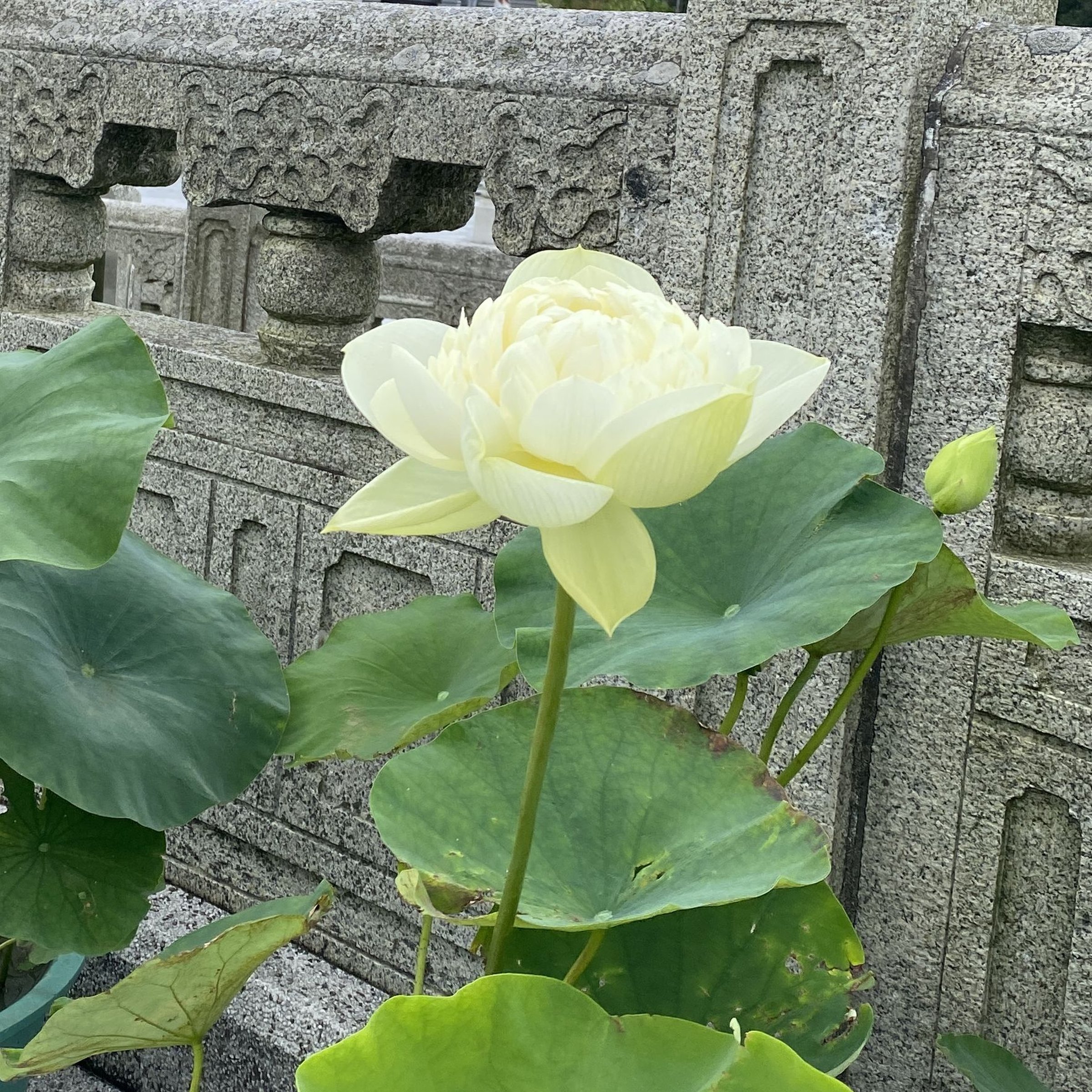 復壯友誼牡丹蓮