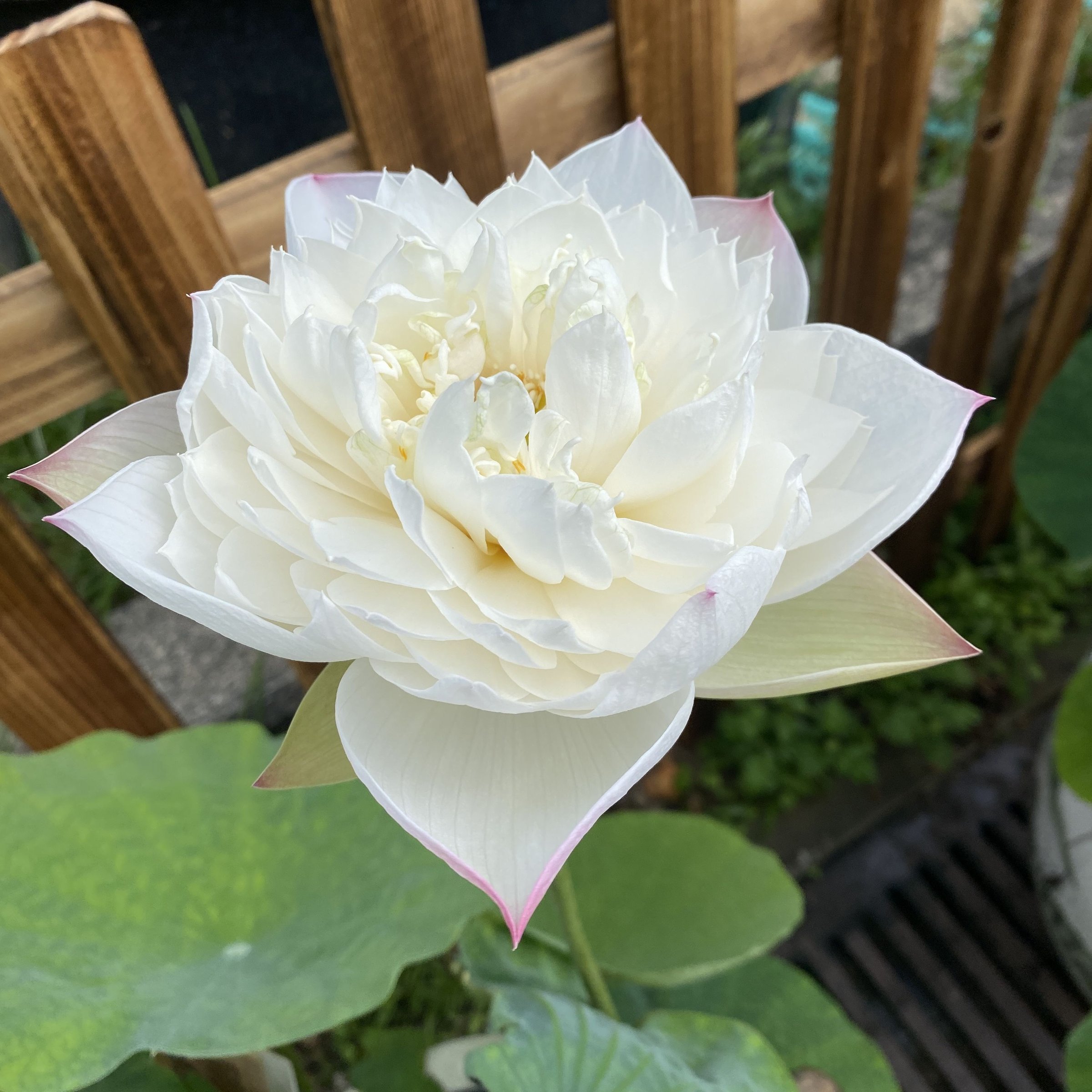 雪翠
