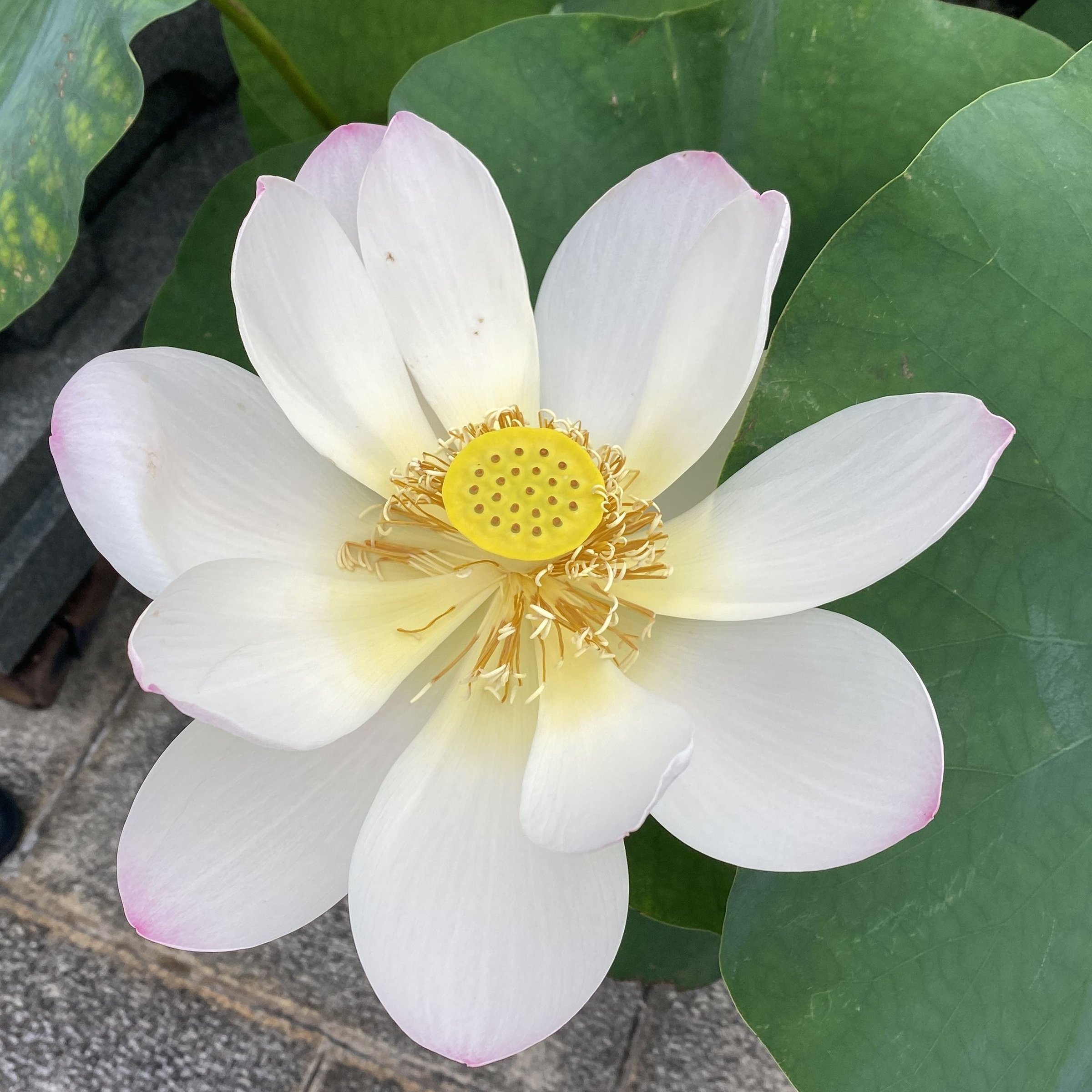 淡妝西子