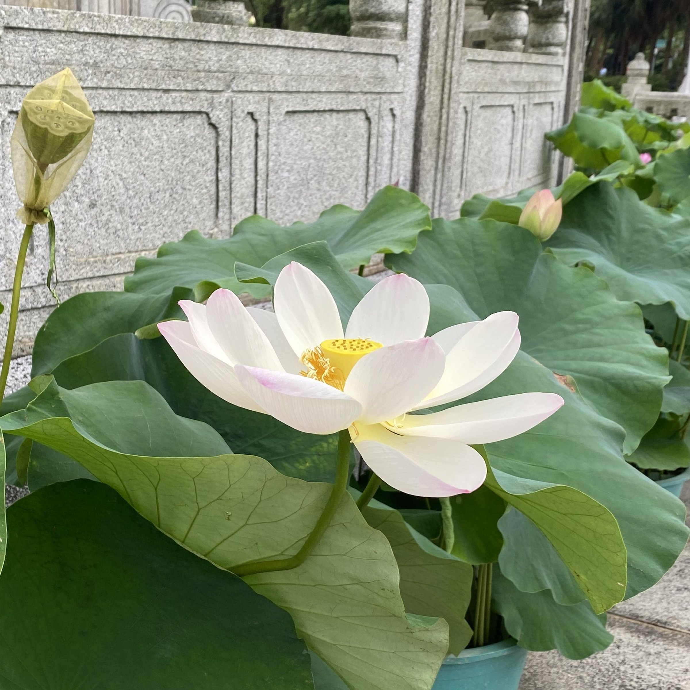 淡妝西子