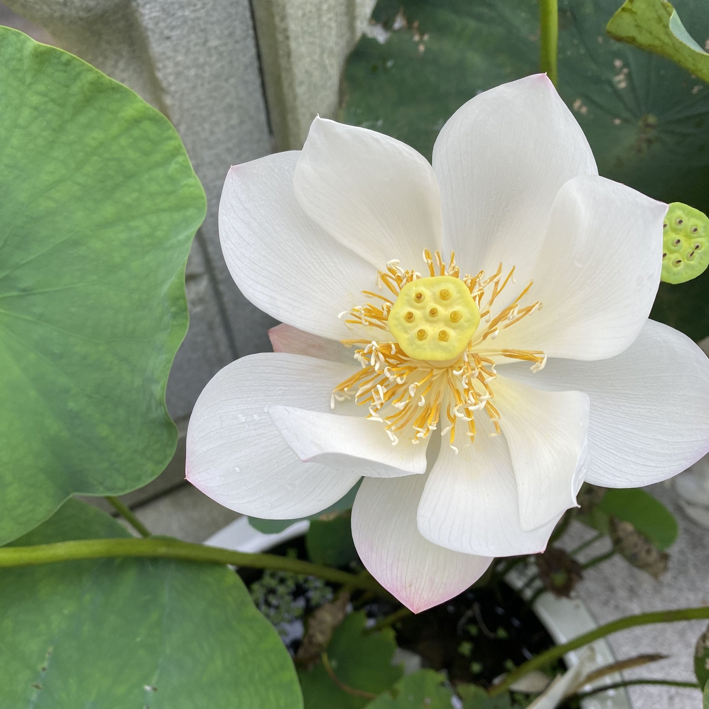 彩玉牡丹