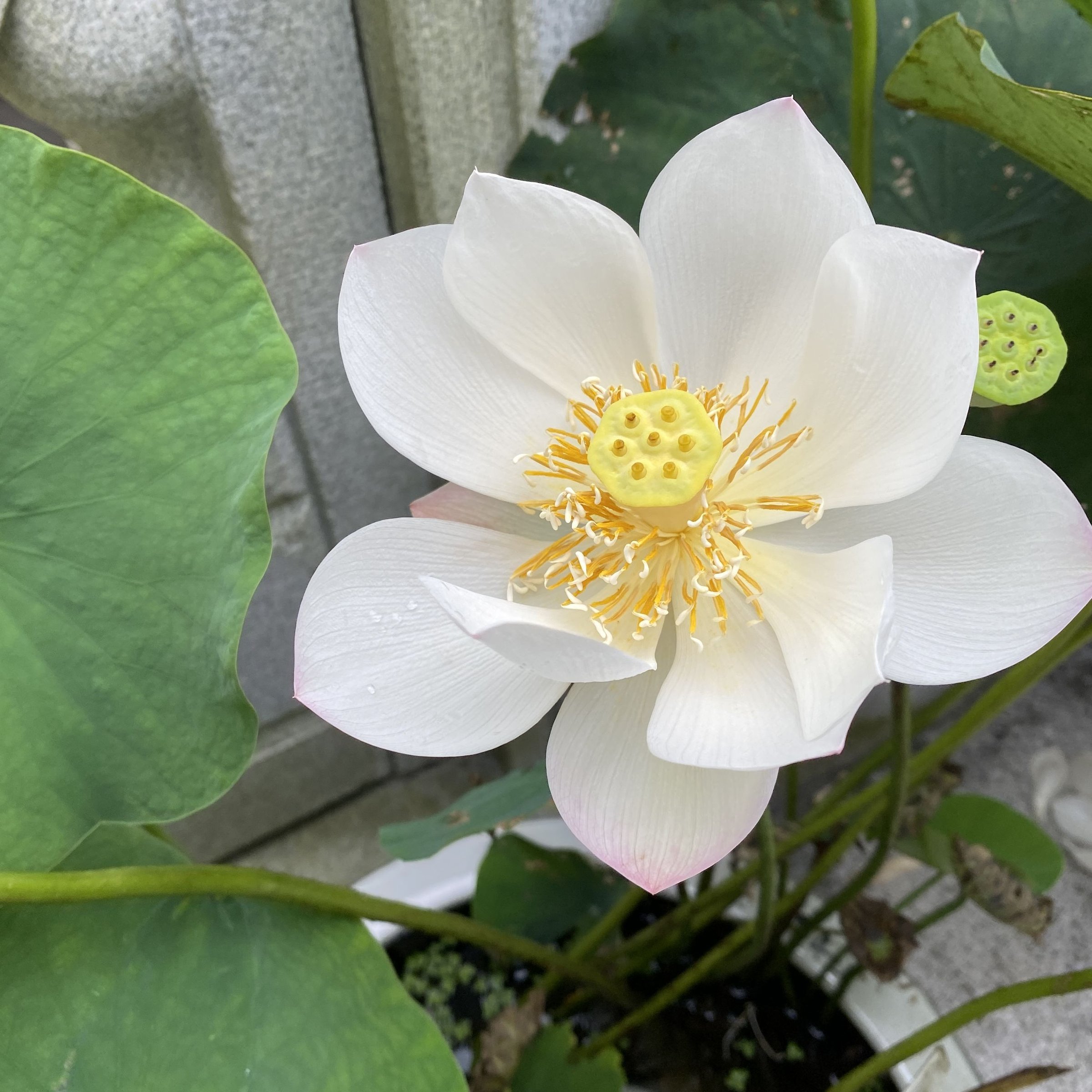 彩玉牡丹