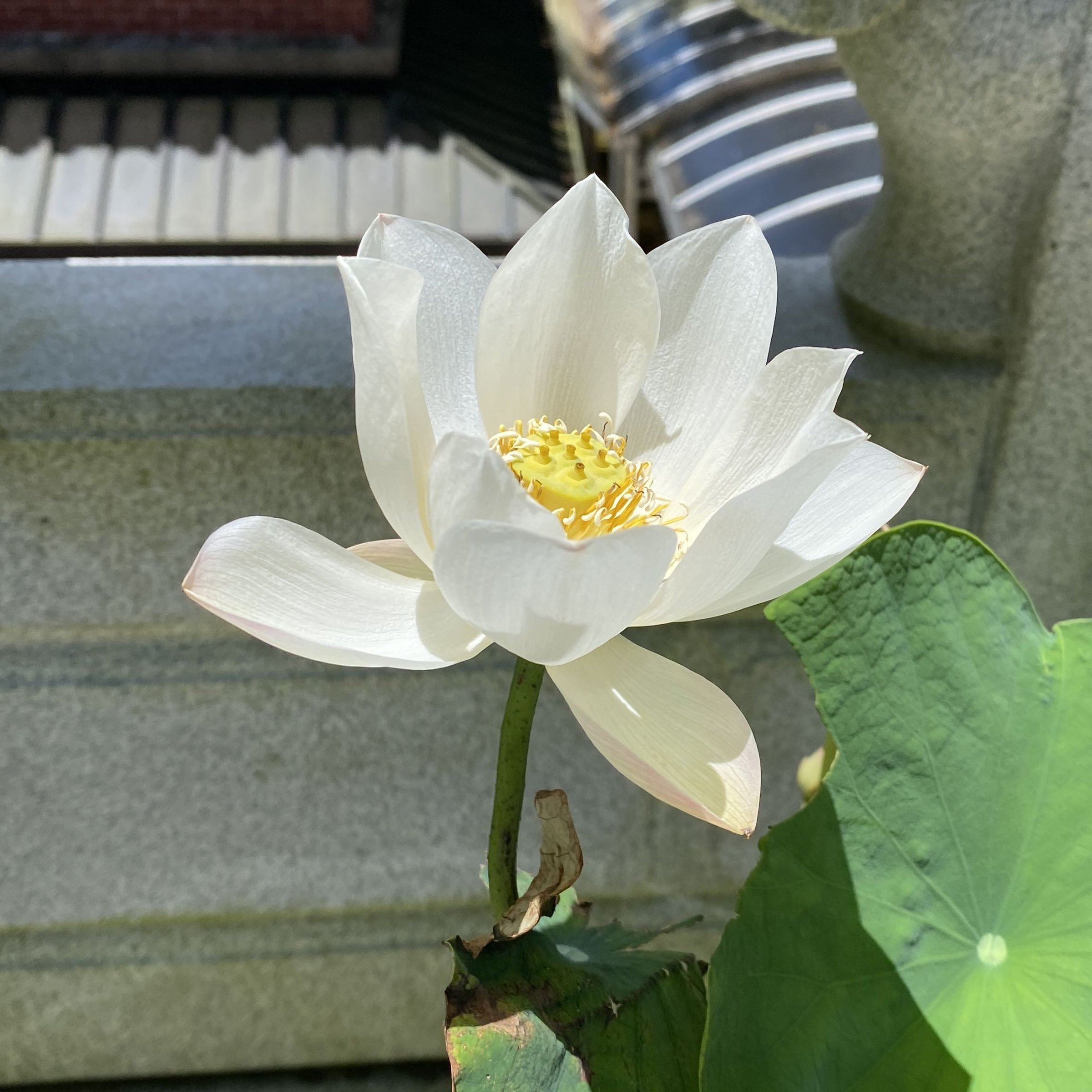 彩玉牡丹