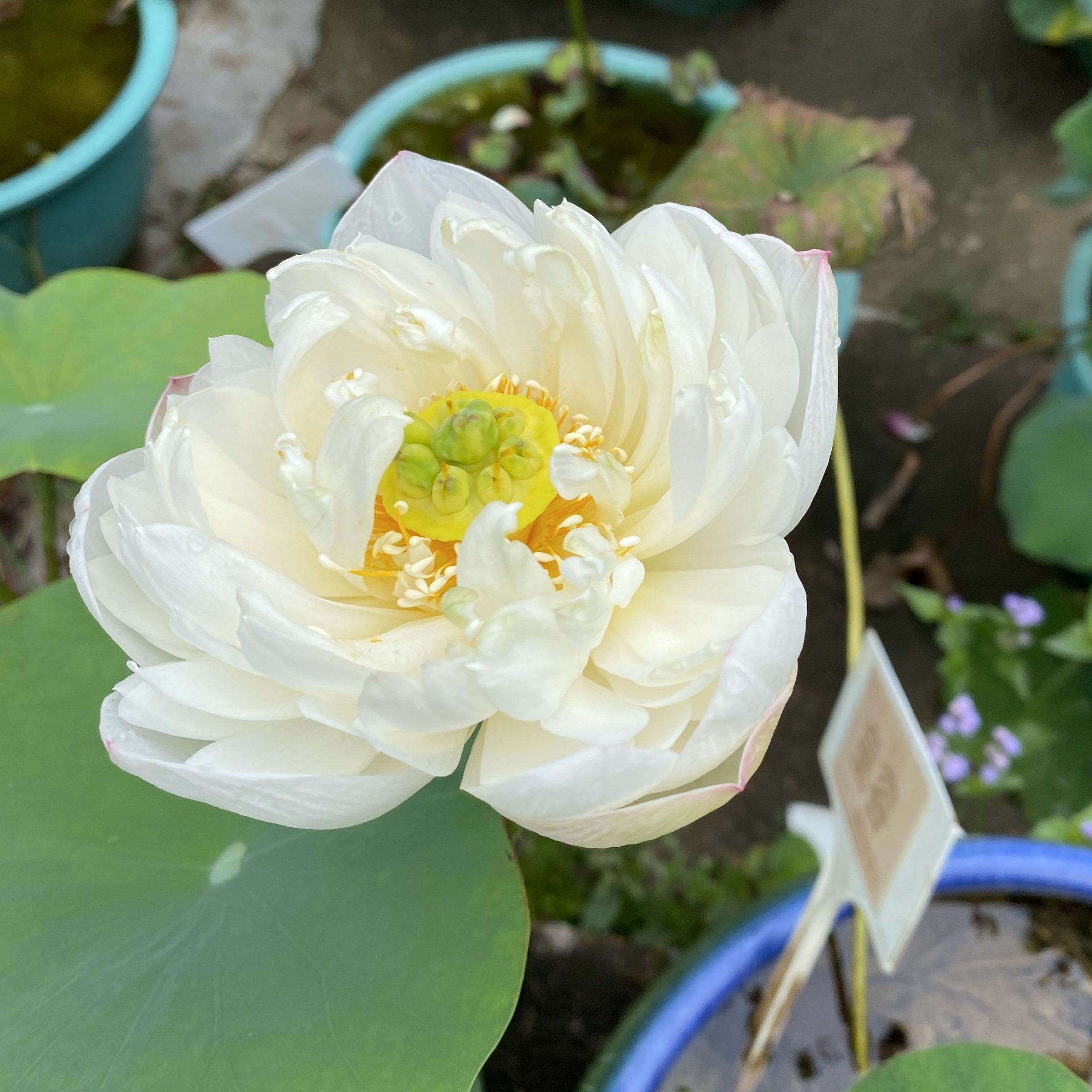 草原之星