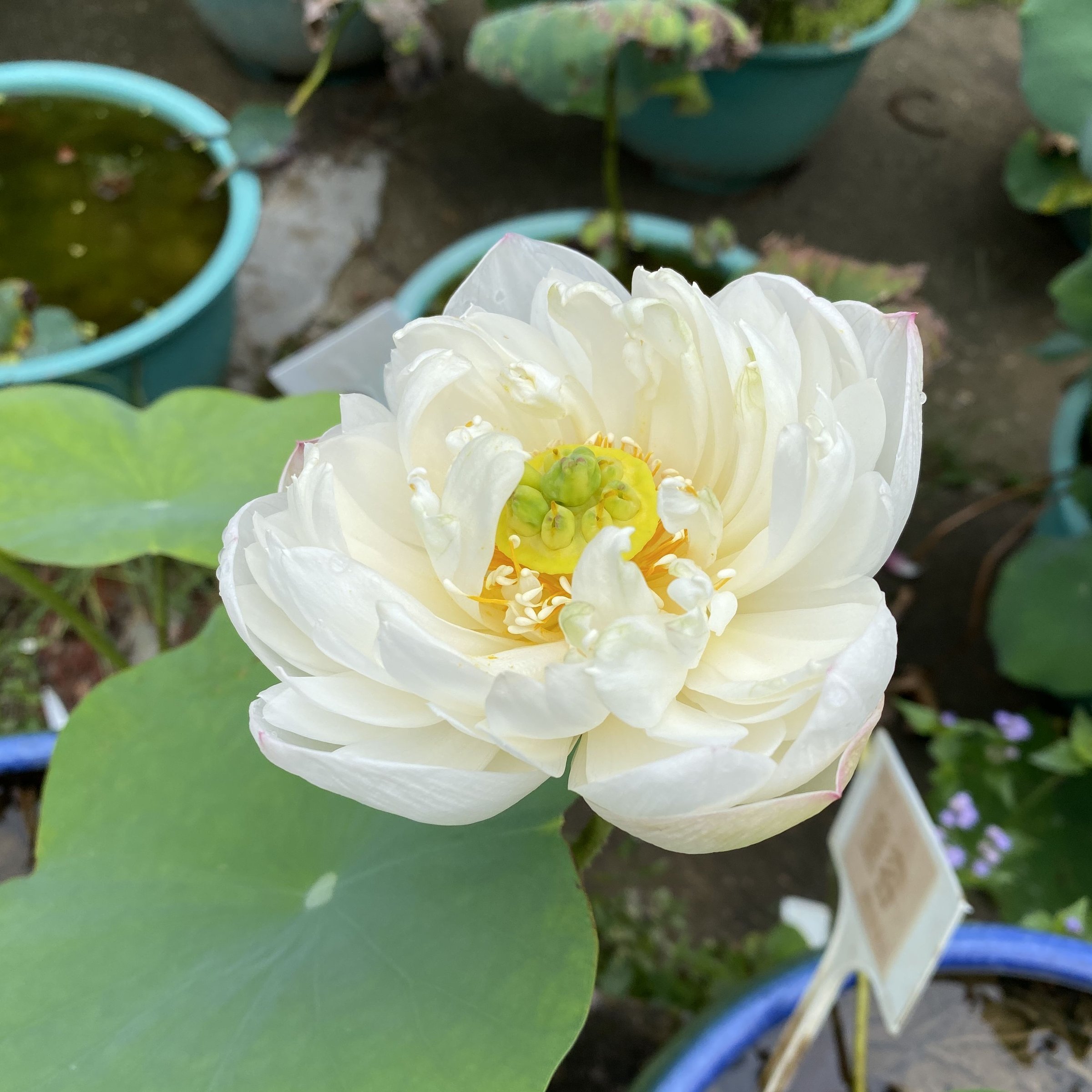 草原之星
