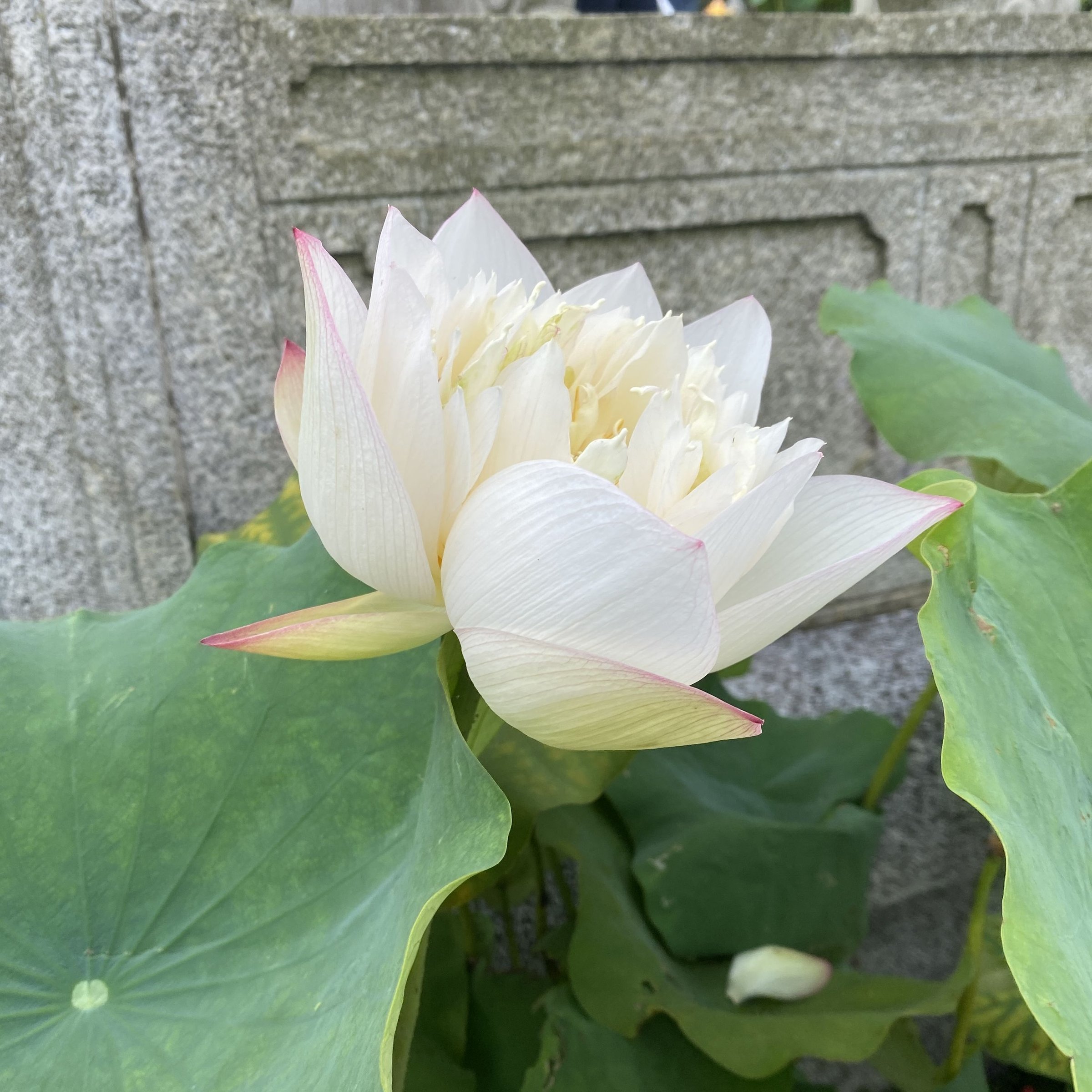 脈脈含情