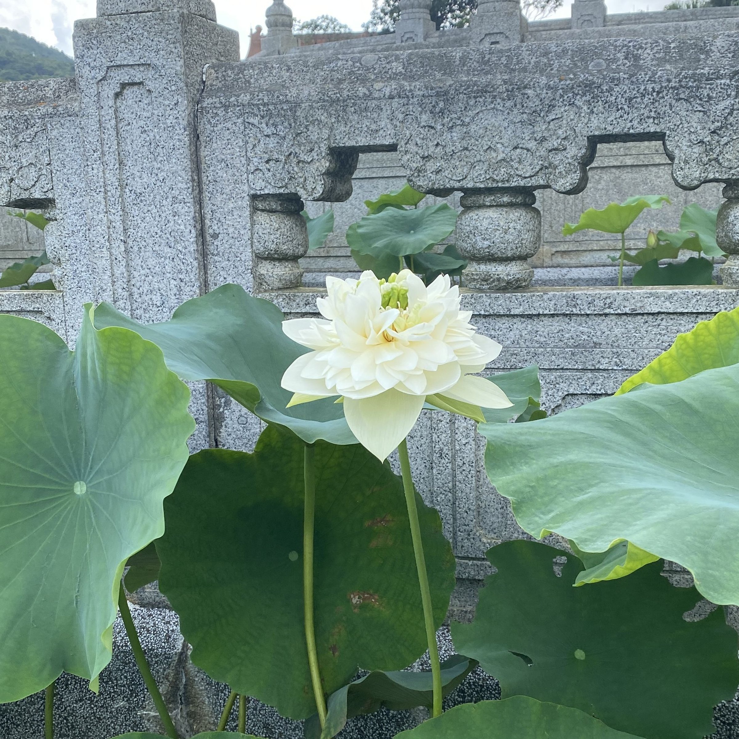 素質冰姿