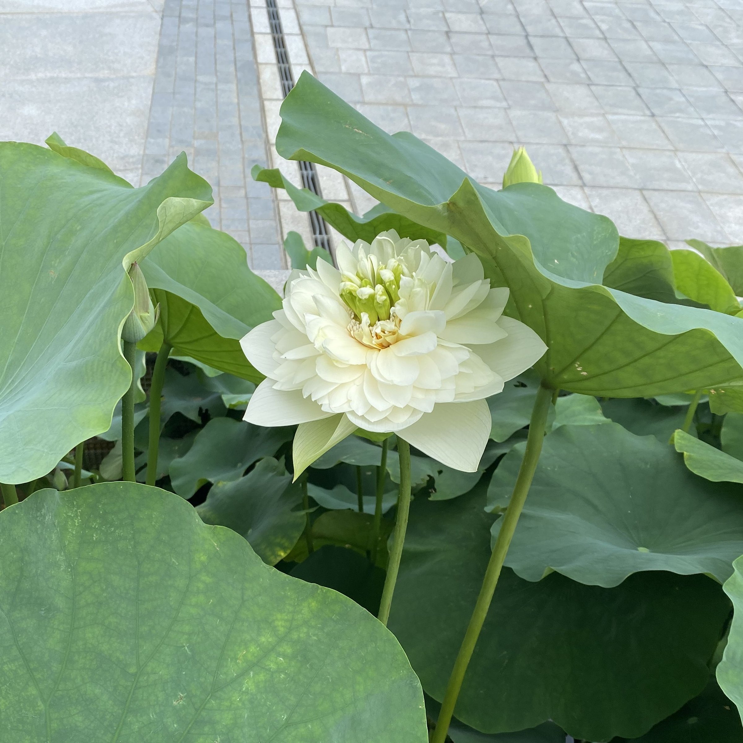 素質冰姿