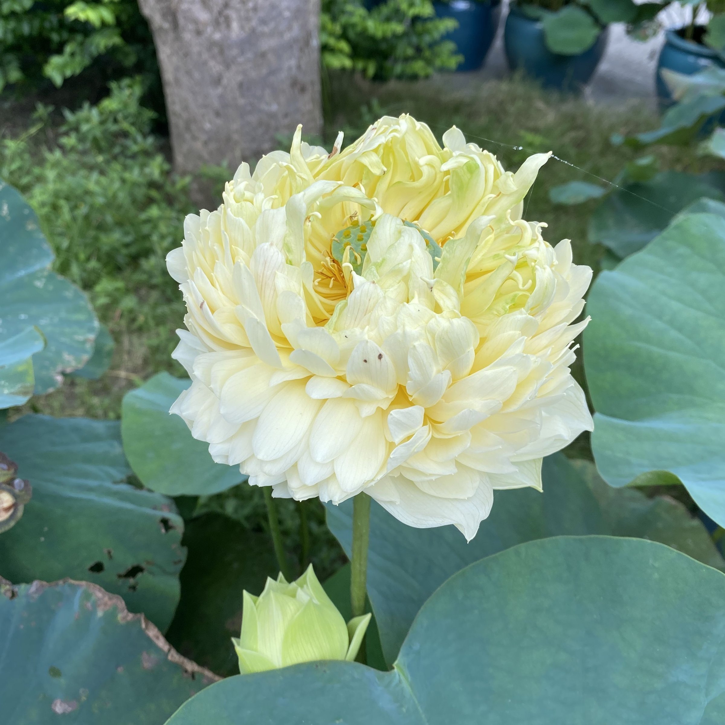 秦淮晨霧