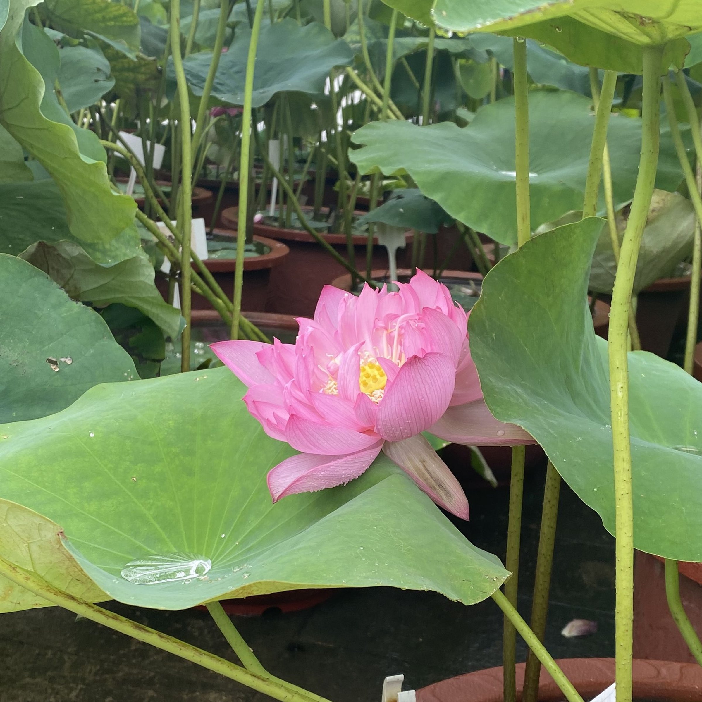 秣陵夏歌