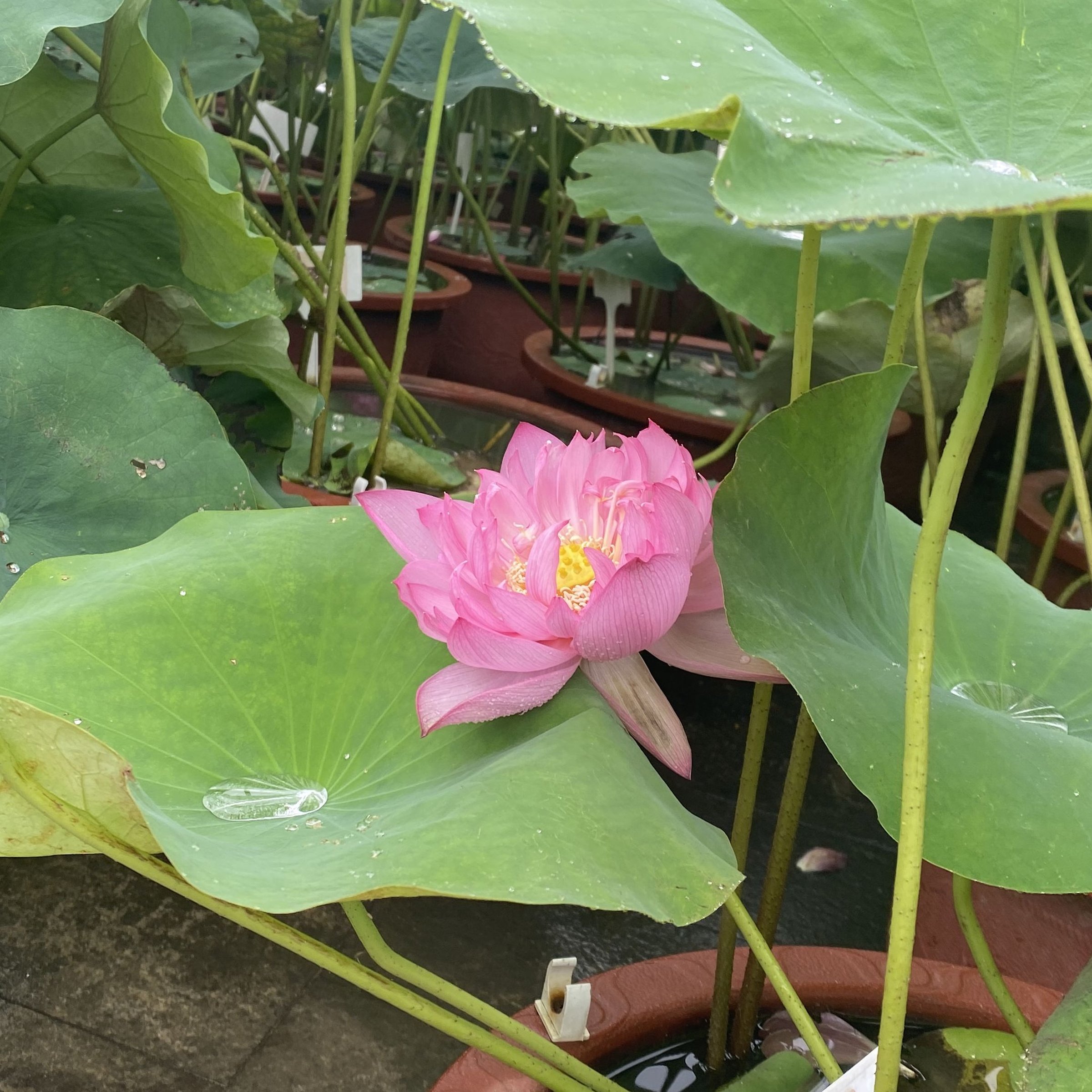 秣陵夏歌