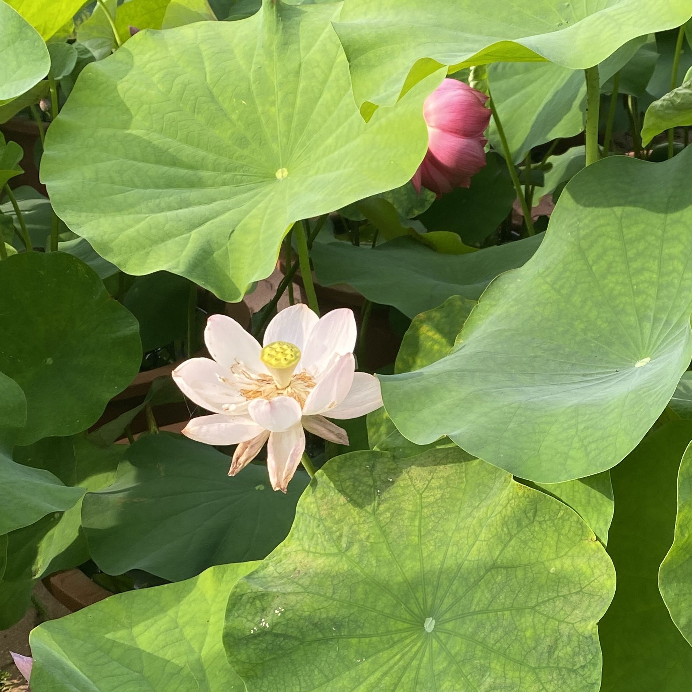 秣陵夏歌