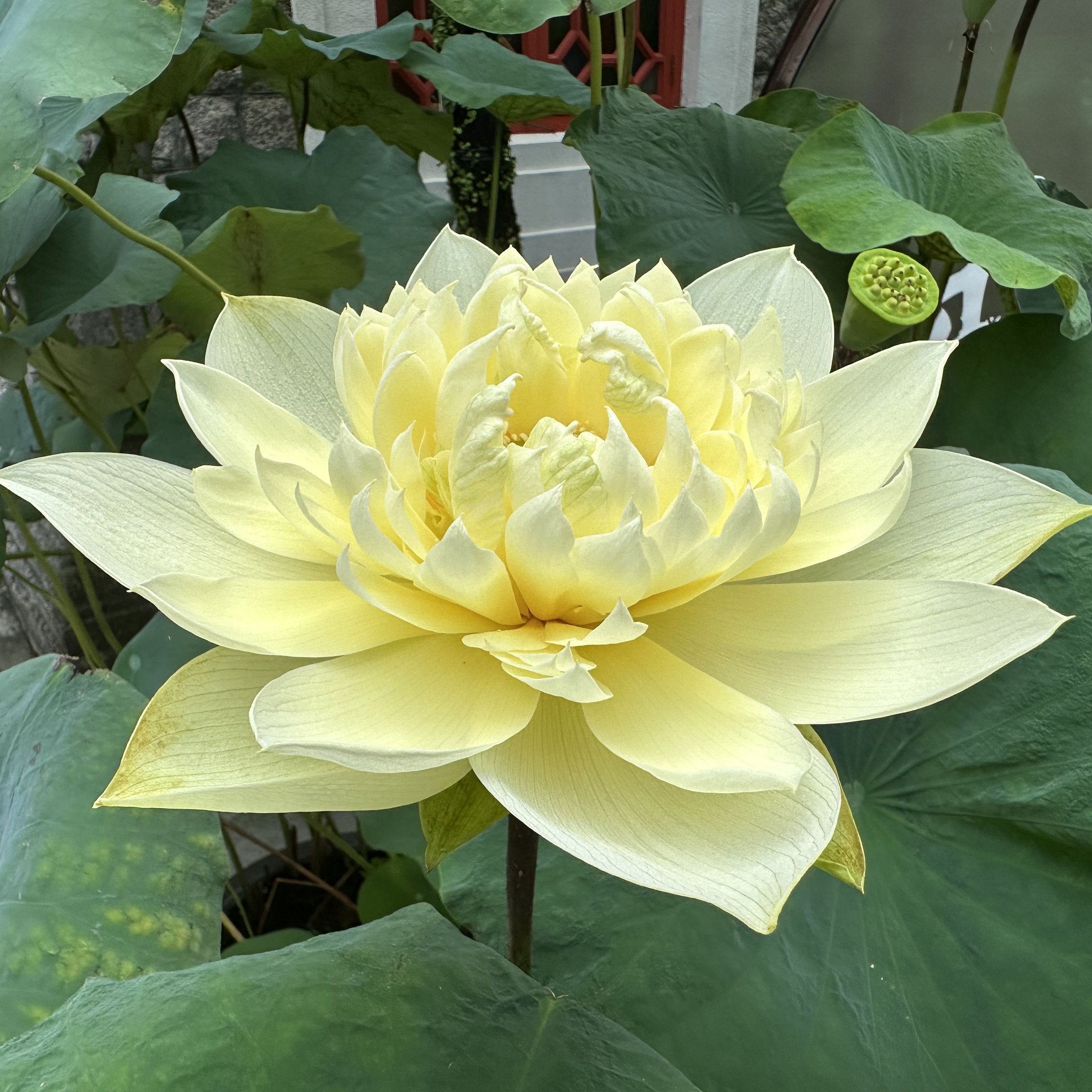 秣陵秋色,重瓣形,黃色花,杏黃雜交,南京育種,菊花狀花,群體花期長,荷花展一等獎