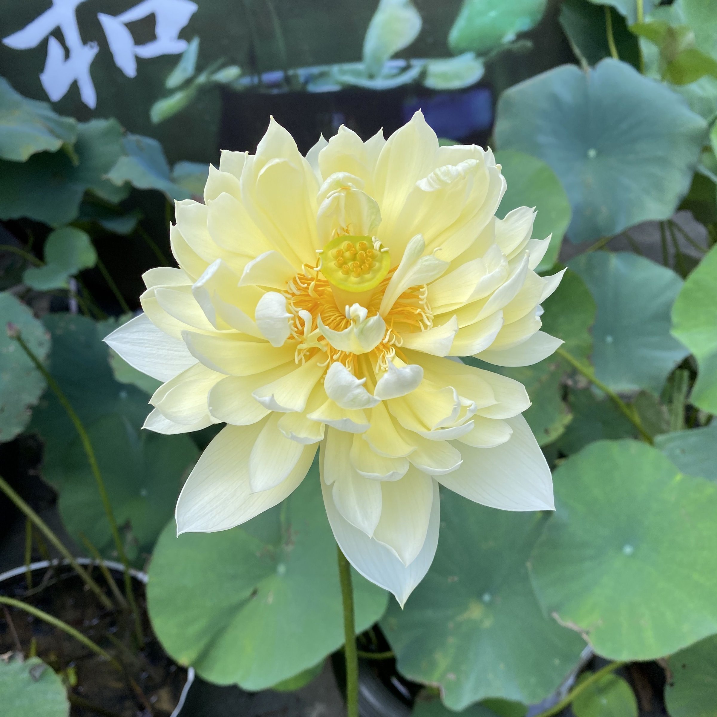 秣陵秋色,重瓣形,黃色花,杏黃雜交,南京育種,菊花狀花,群體花期長,荷花展一等獎