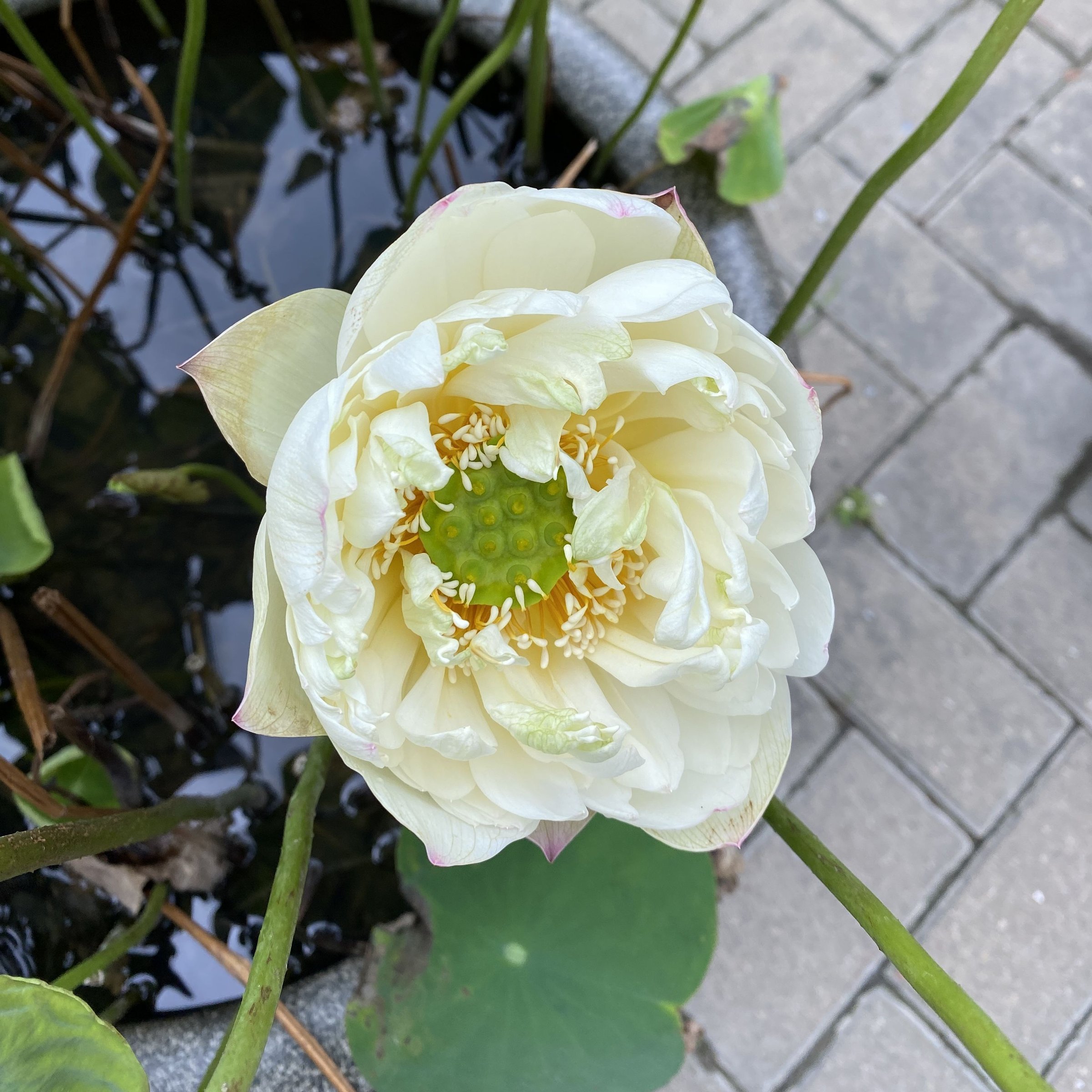 神州美.隴