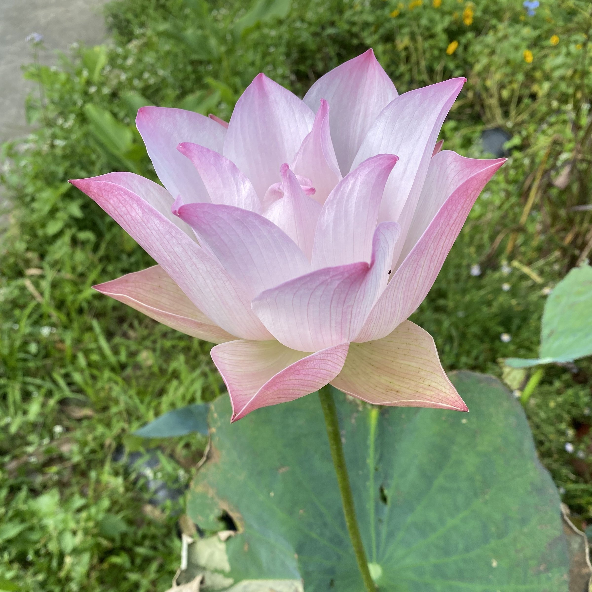 神州美.瓊