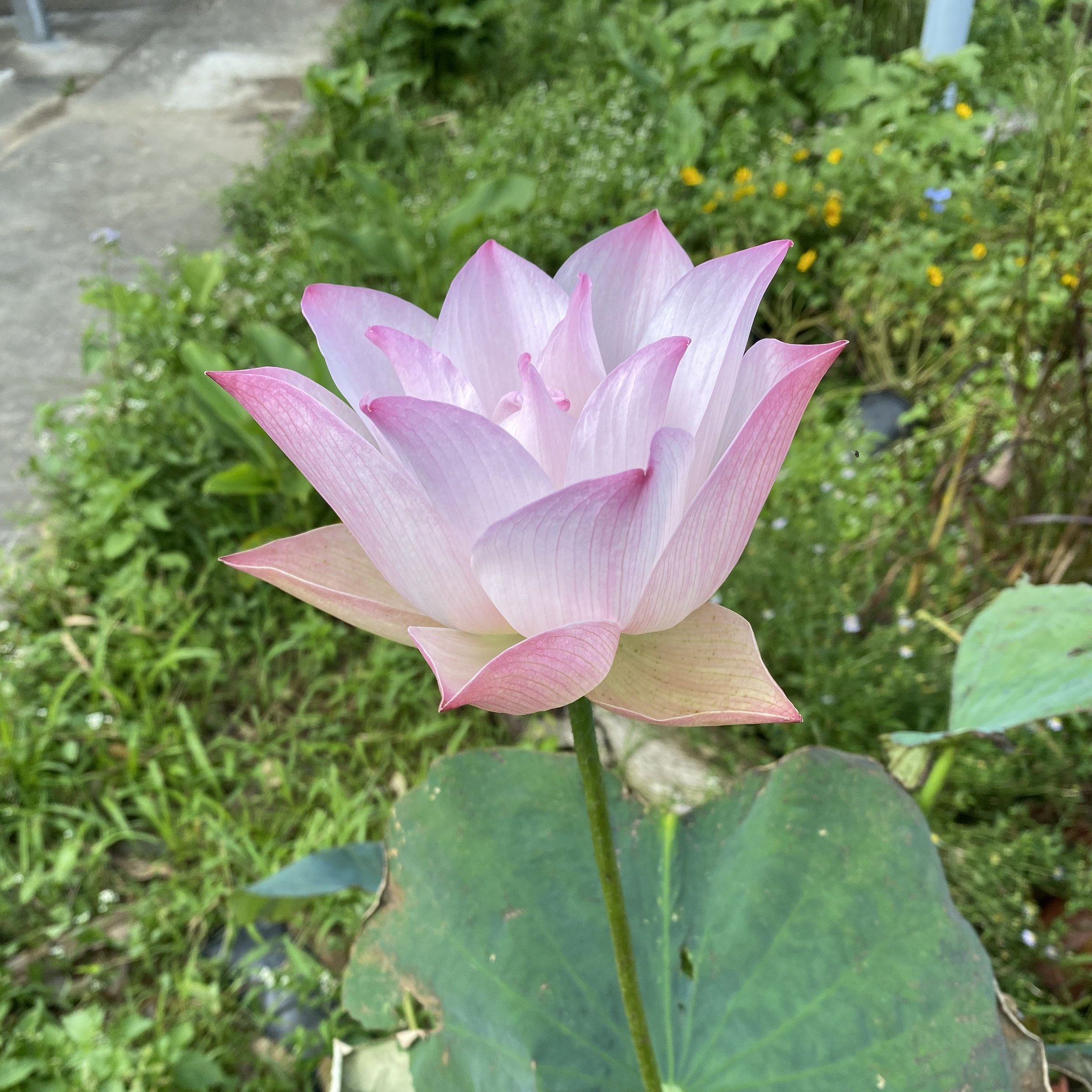 神州美.瓊