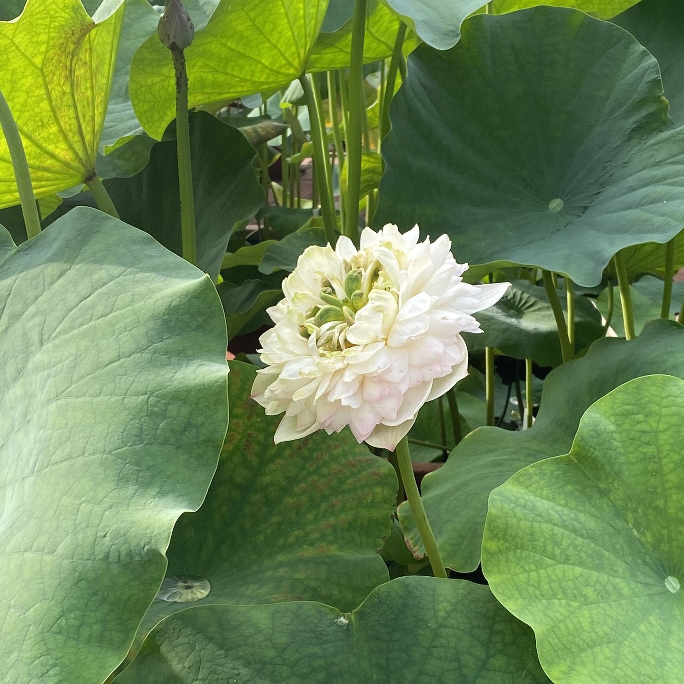 神州美.粵