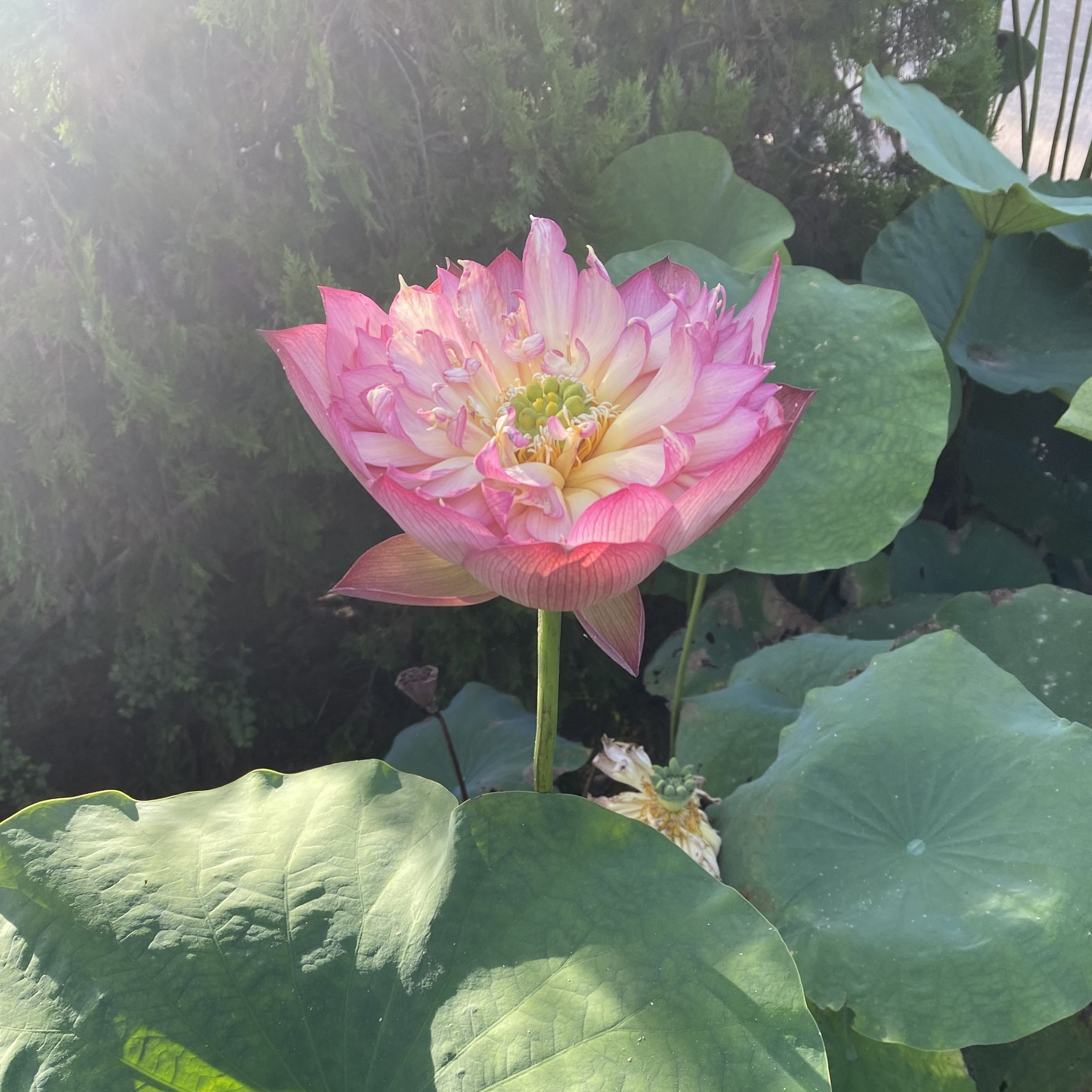 神州百靈