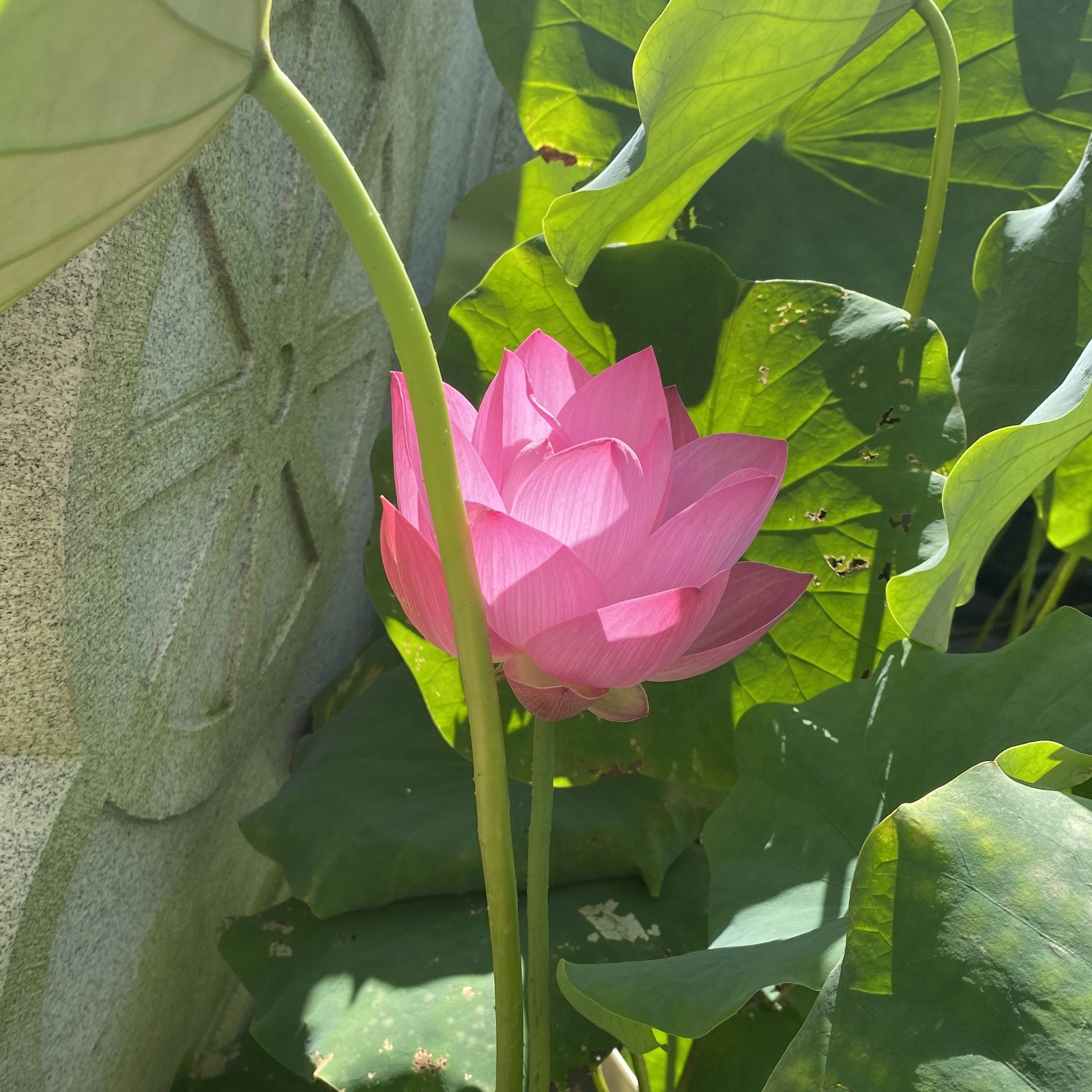紅鸝,少瓣型,淡堇色,黃鸝,中國荷花研究中心,碗狀花態,雄蕊瓣化,外瓣特寬