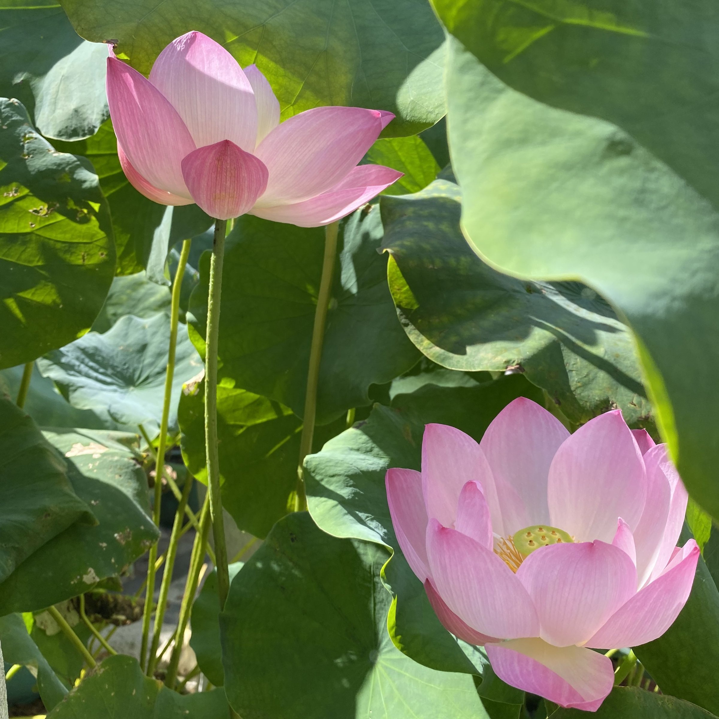 紅鸝,少瓣型,淡堇色,黃鸝,中國荷花研究中心,碗狀花態,雄蕊瓣化,外瓣特寬