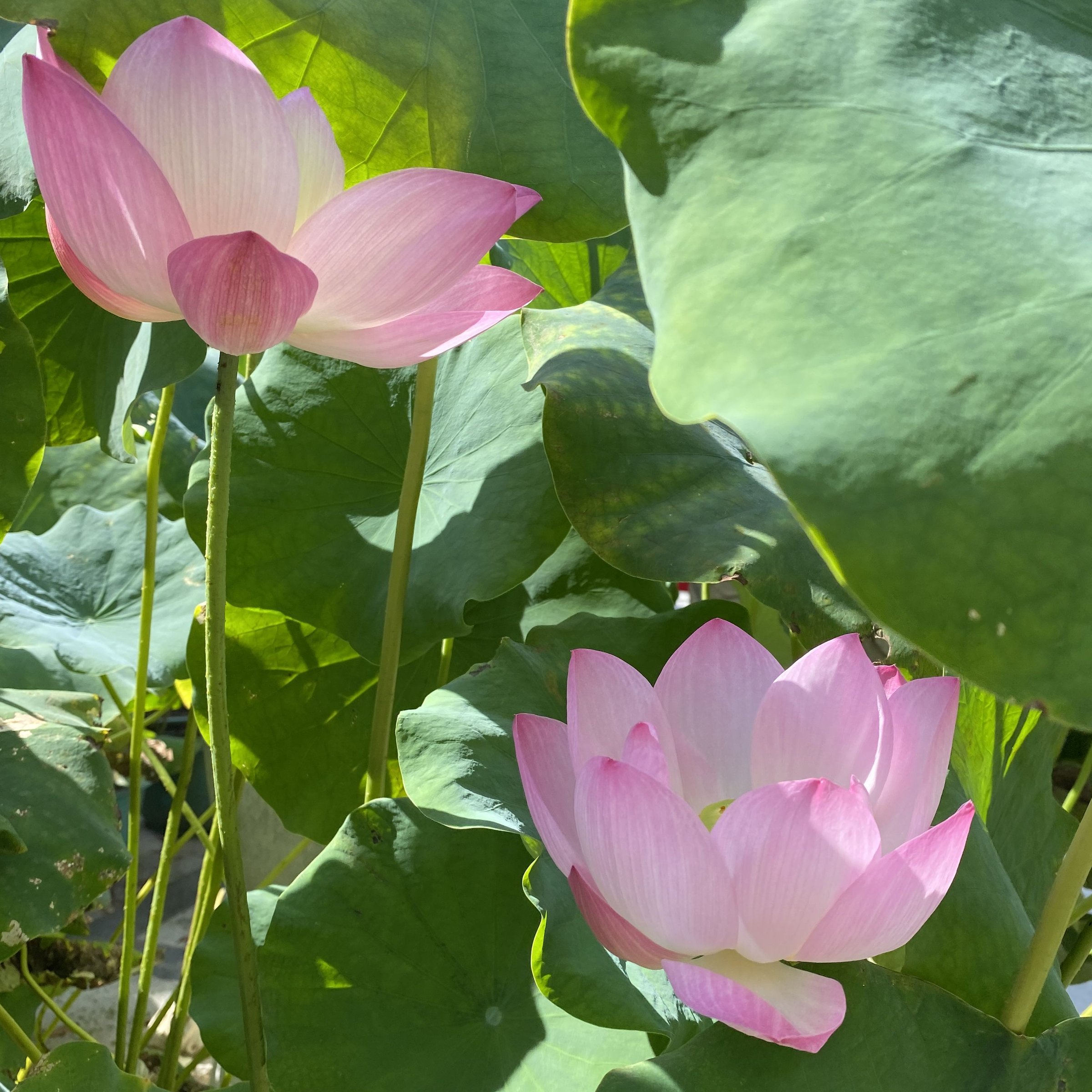 紅鸝,少瓣型,淡堇色,黃鸝,中國荷花研究中心,碗狀花態,雄蕊瓣化,外瓣特寬