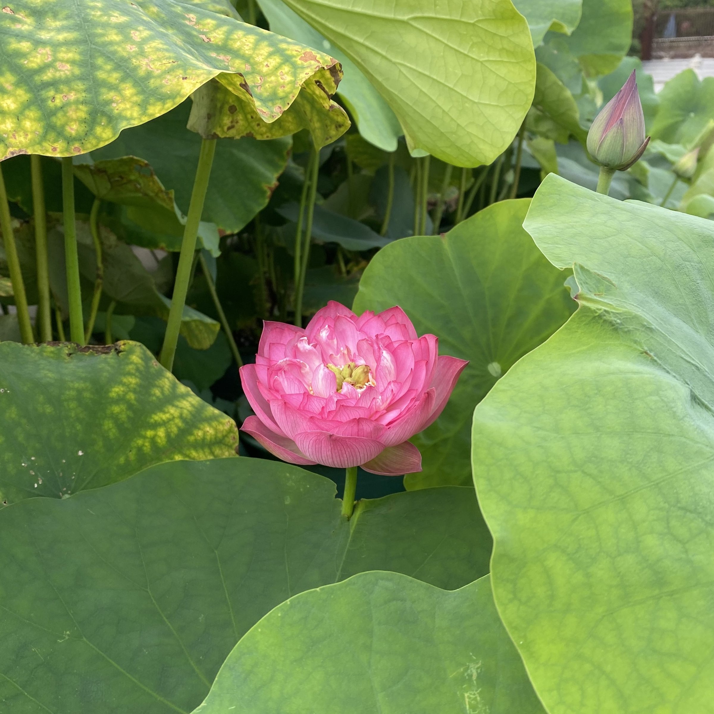 紅寶石