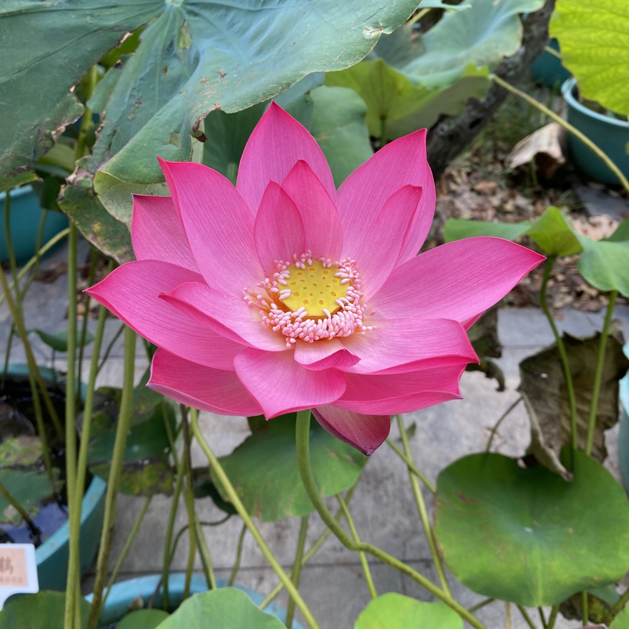 紅領巾