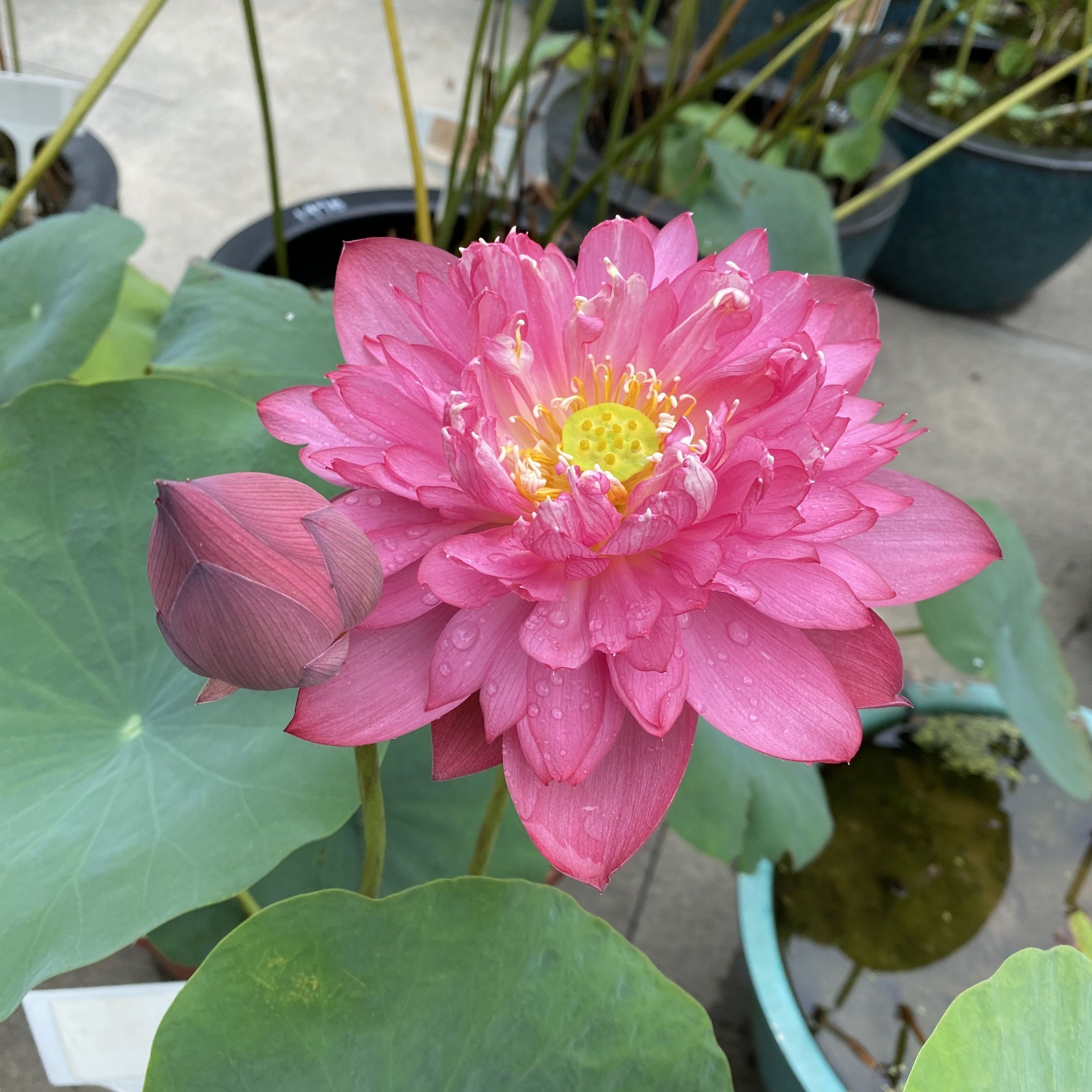 紅蜻蜓14