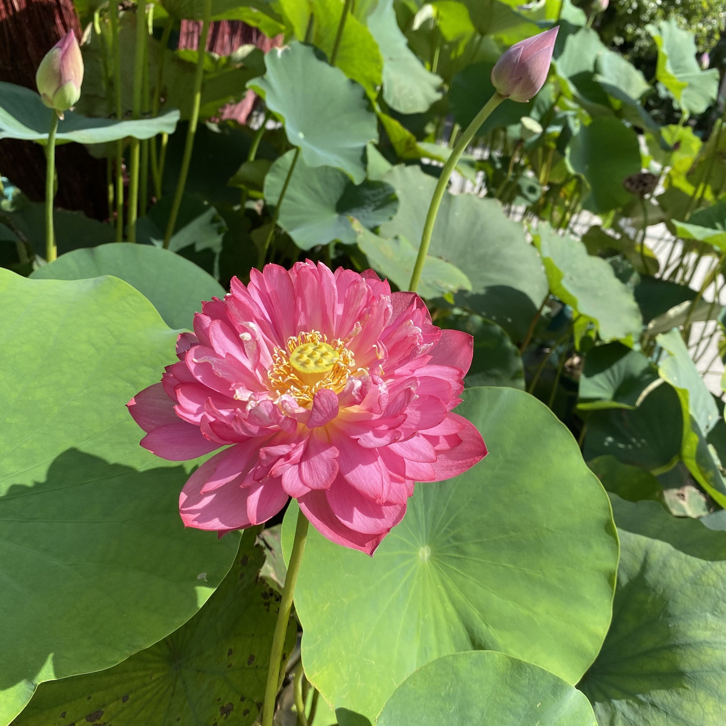 紅蜻蜓14