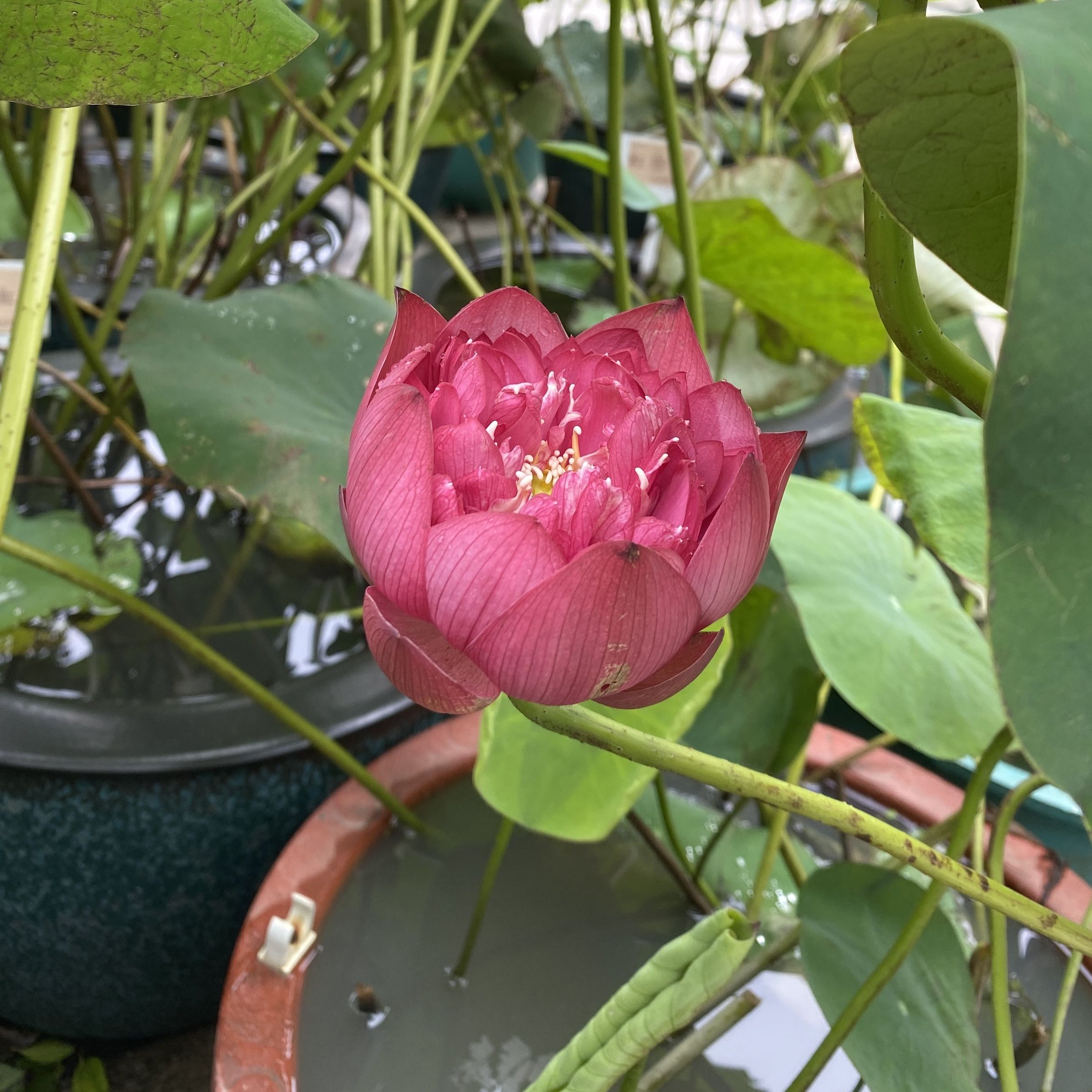 紅蜻蜓14