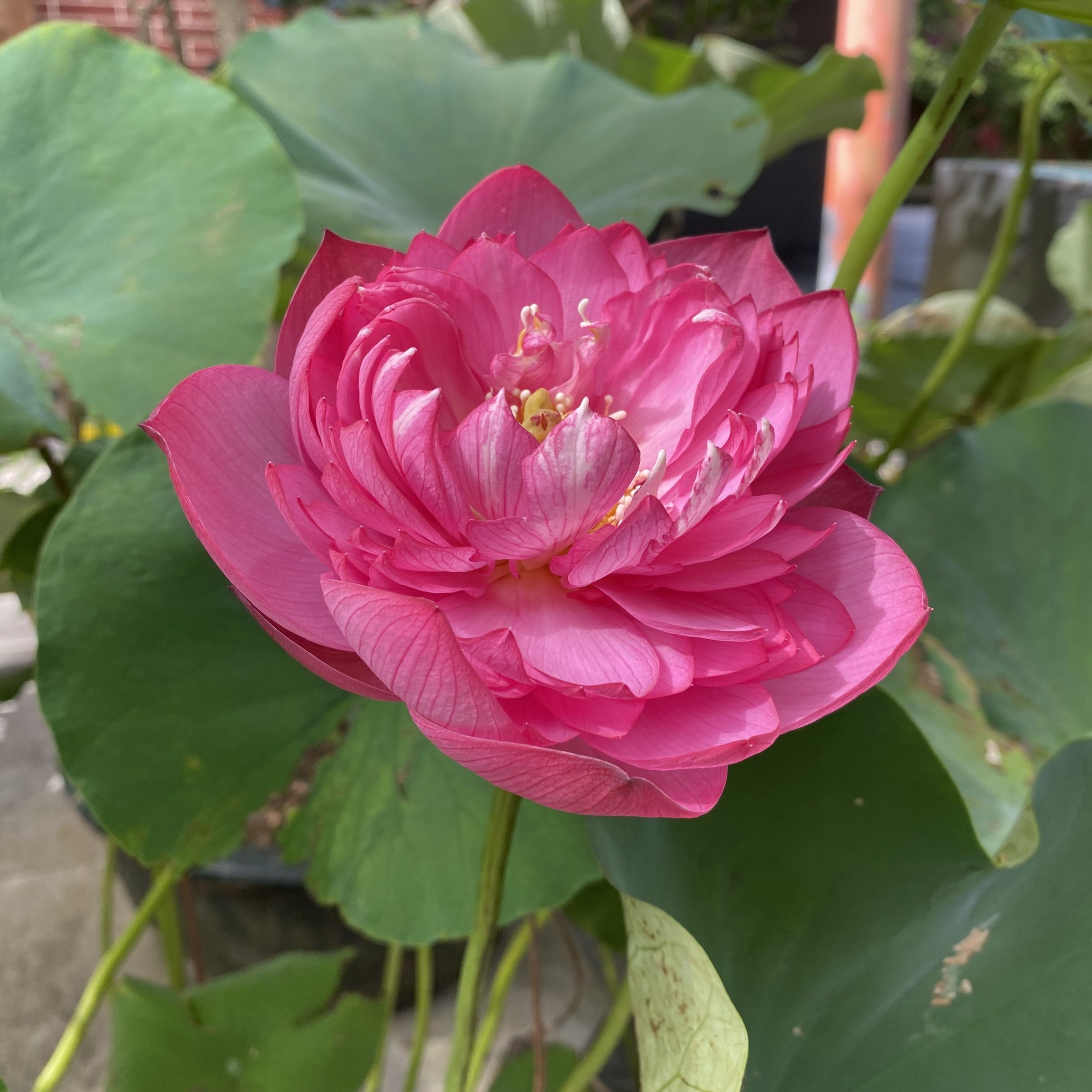 紅萬萬