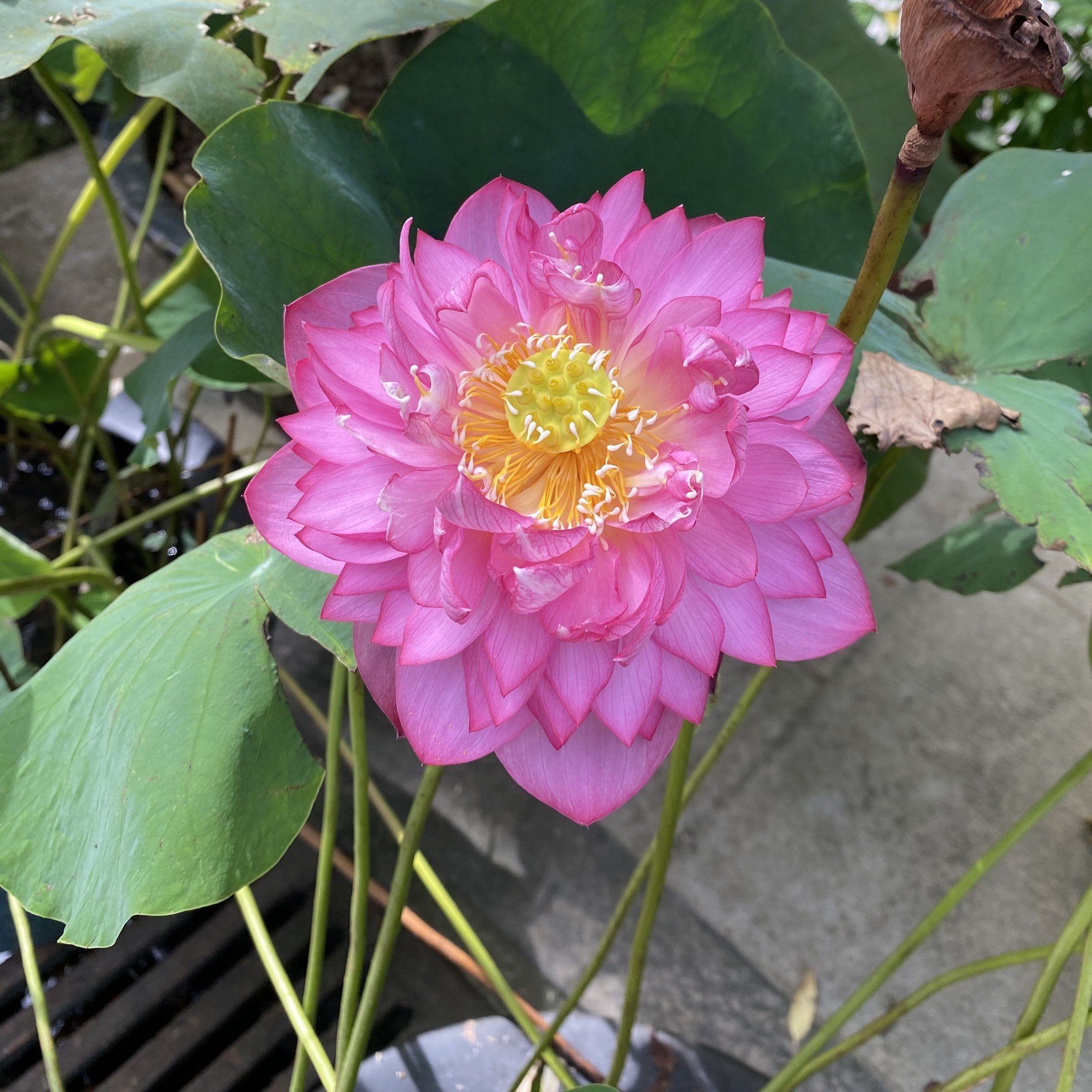紅萬萬