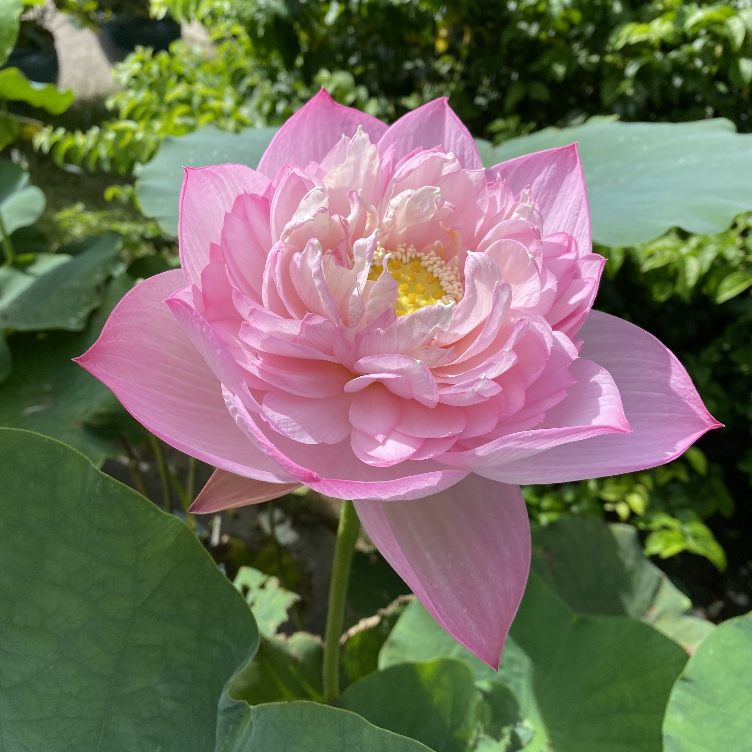 紅碗蓮