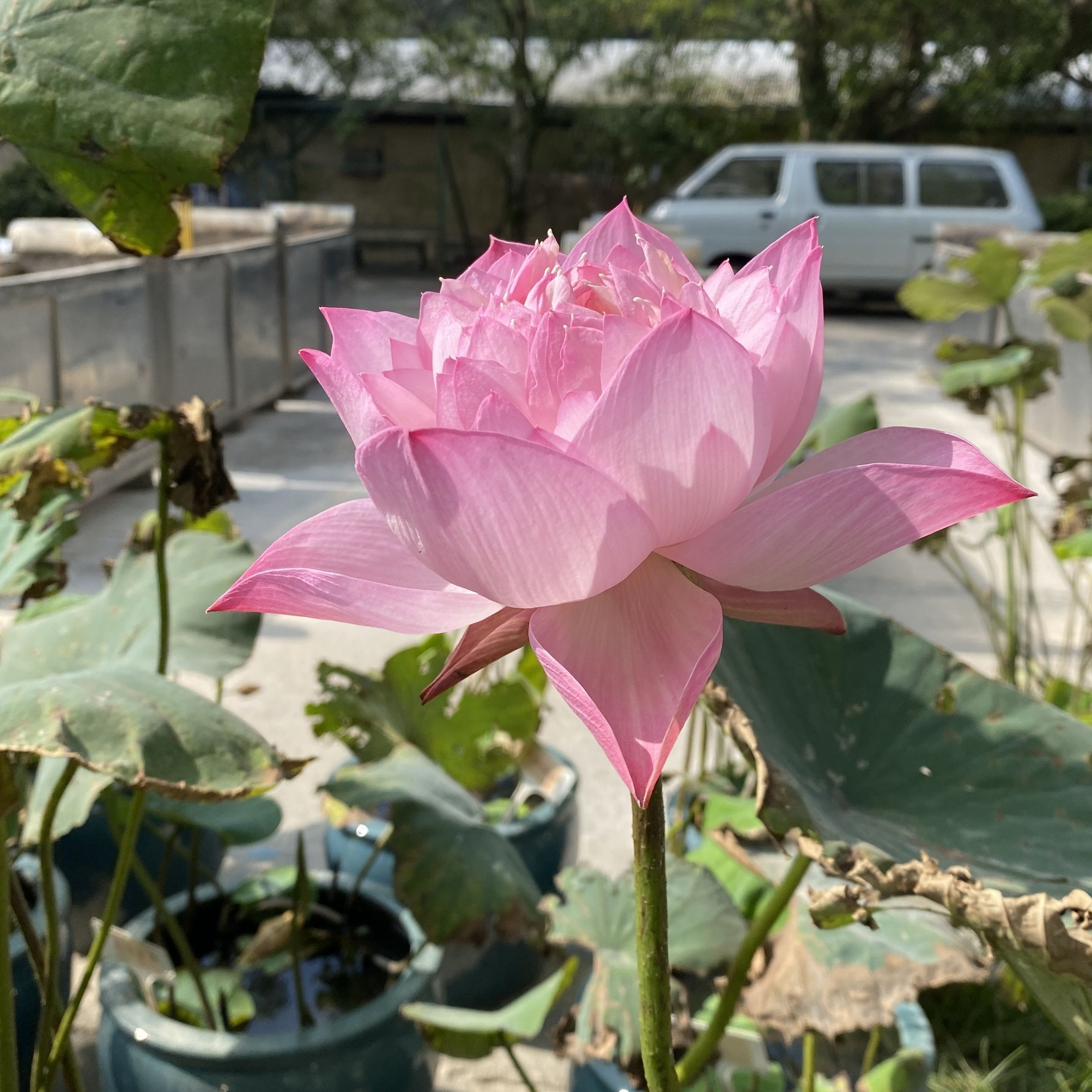 紅碗蓮