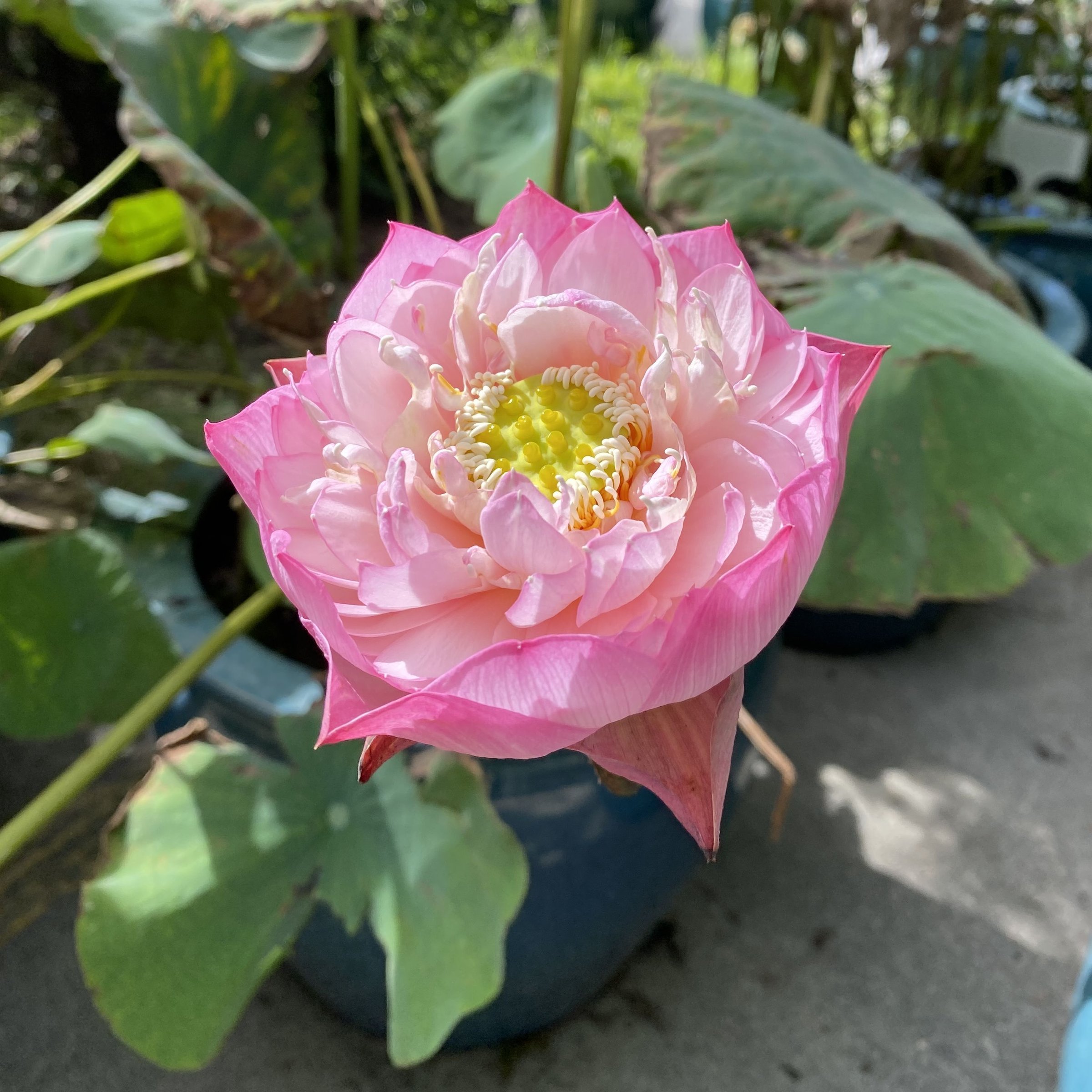 紅碗蓮