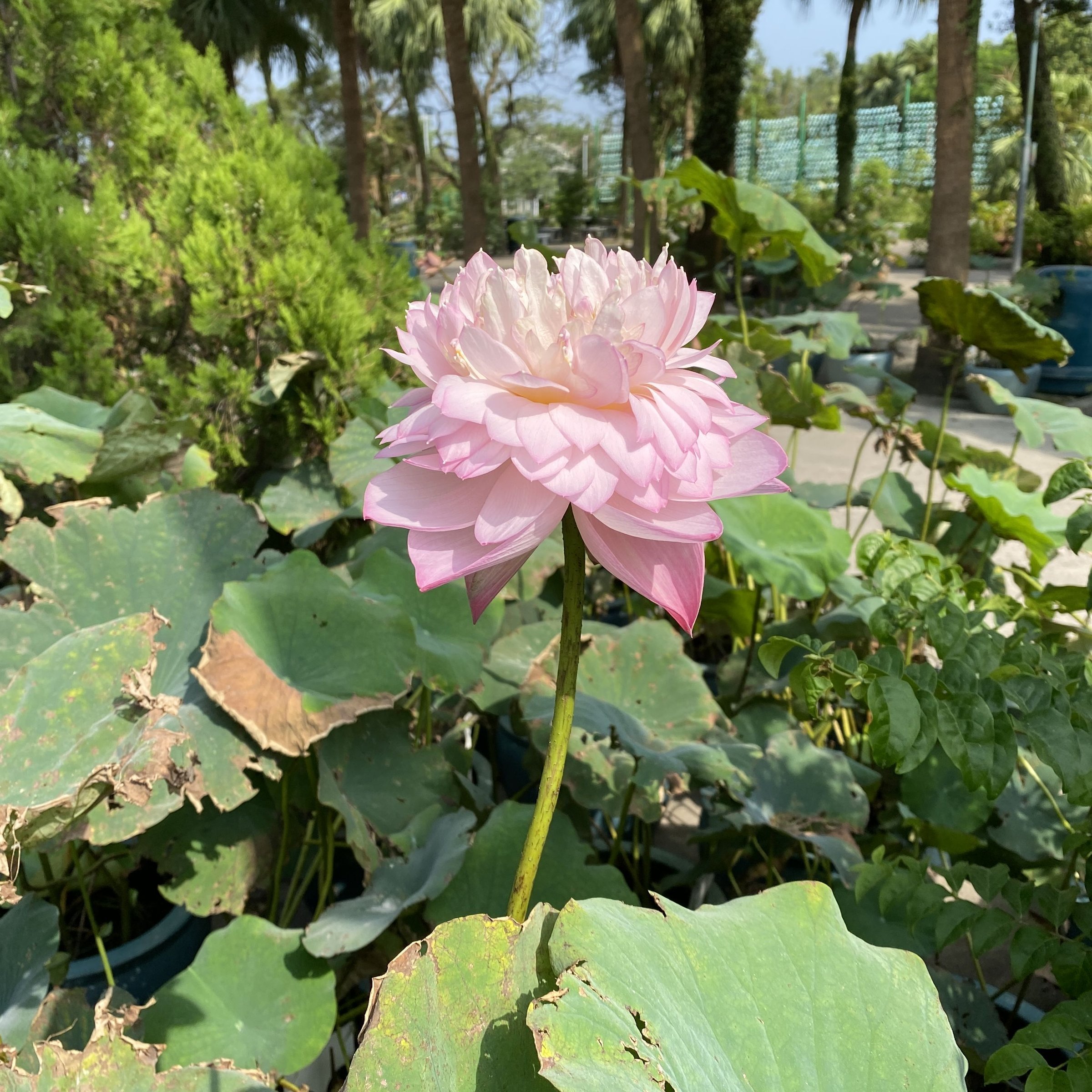紅碗蓮