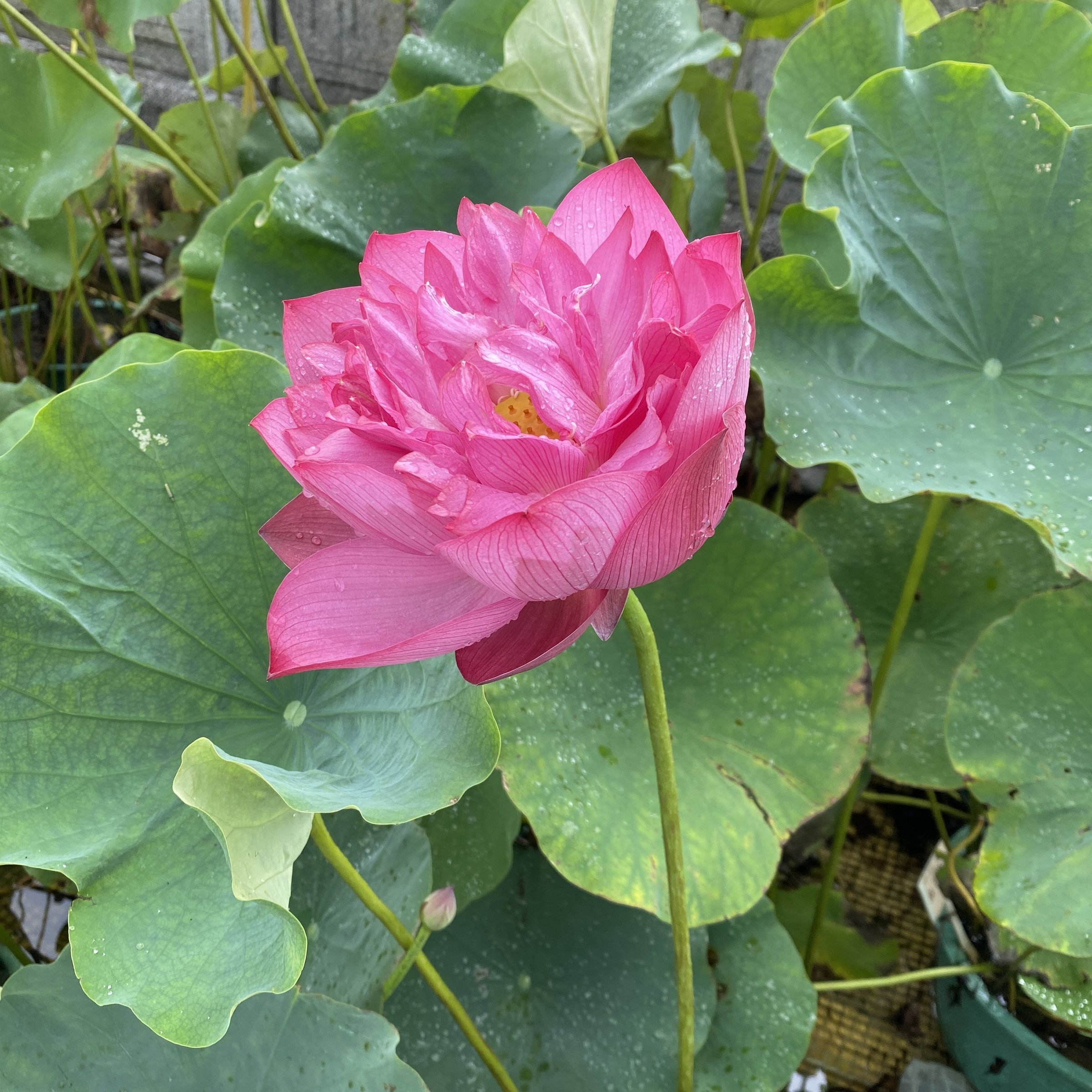 紅塔山,重瓣型,淡堇紫色,河北引種,碗狀花態,花色燦爛,雌蕊泡狀,花托黃色